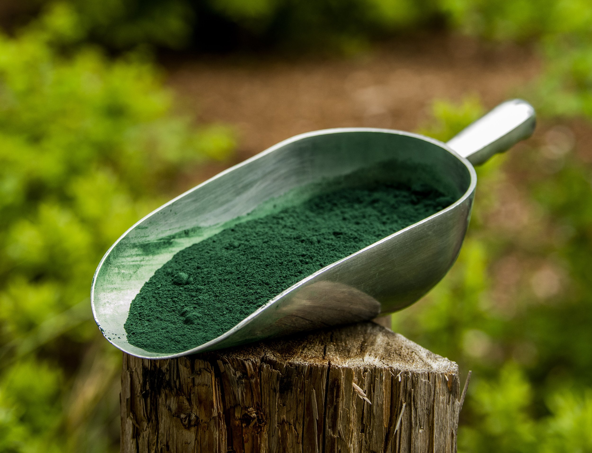 Spirulina or Kelp? Which to feed my animal? | G's Organic Solutions — G's  Organic Solutions