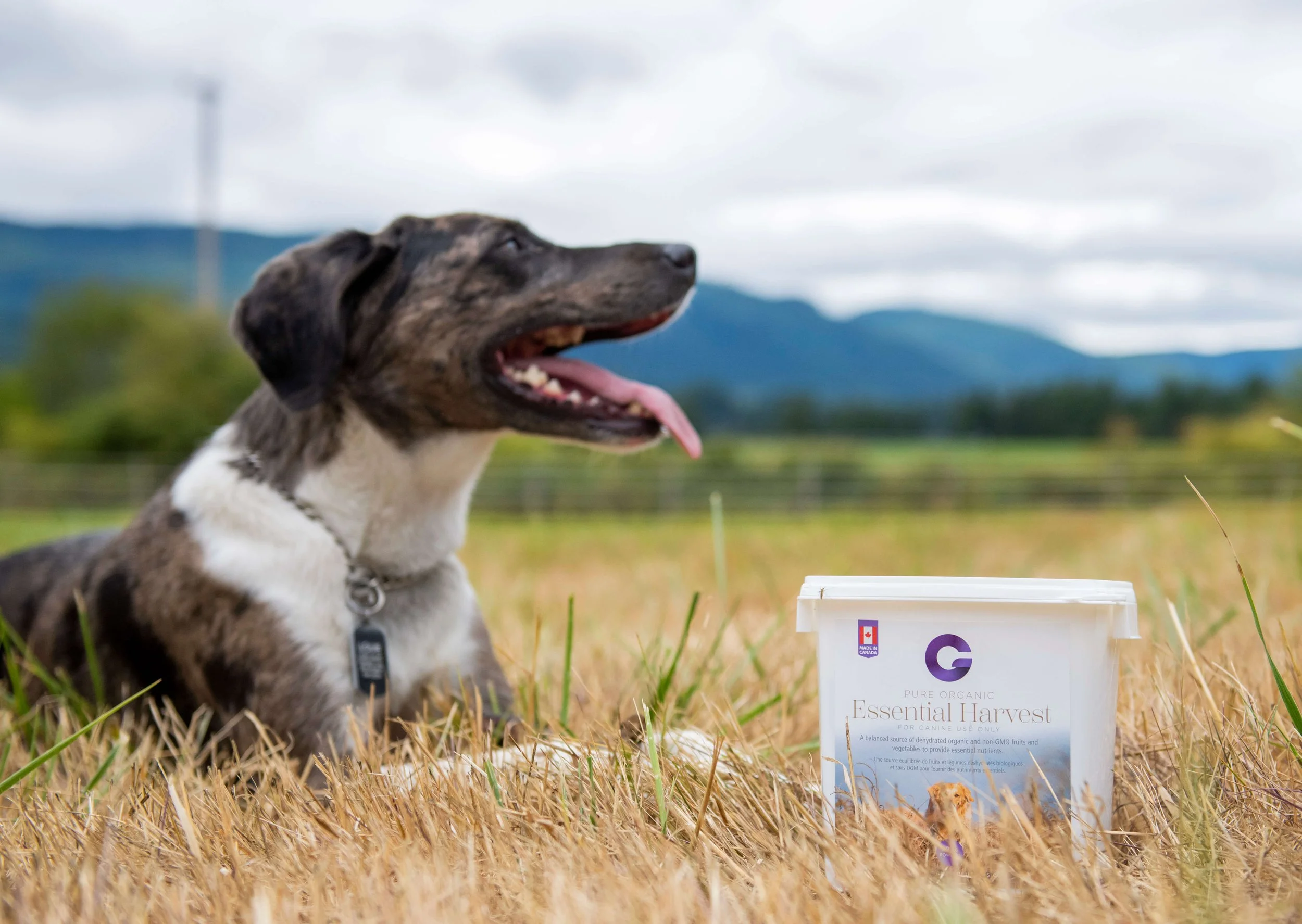 Products | Natural Whole Food for Horses and Dogs — G's Organic Solutions