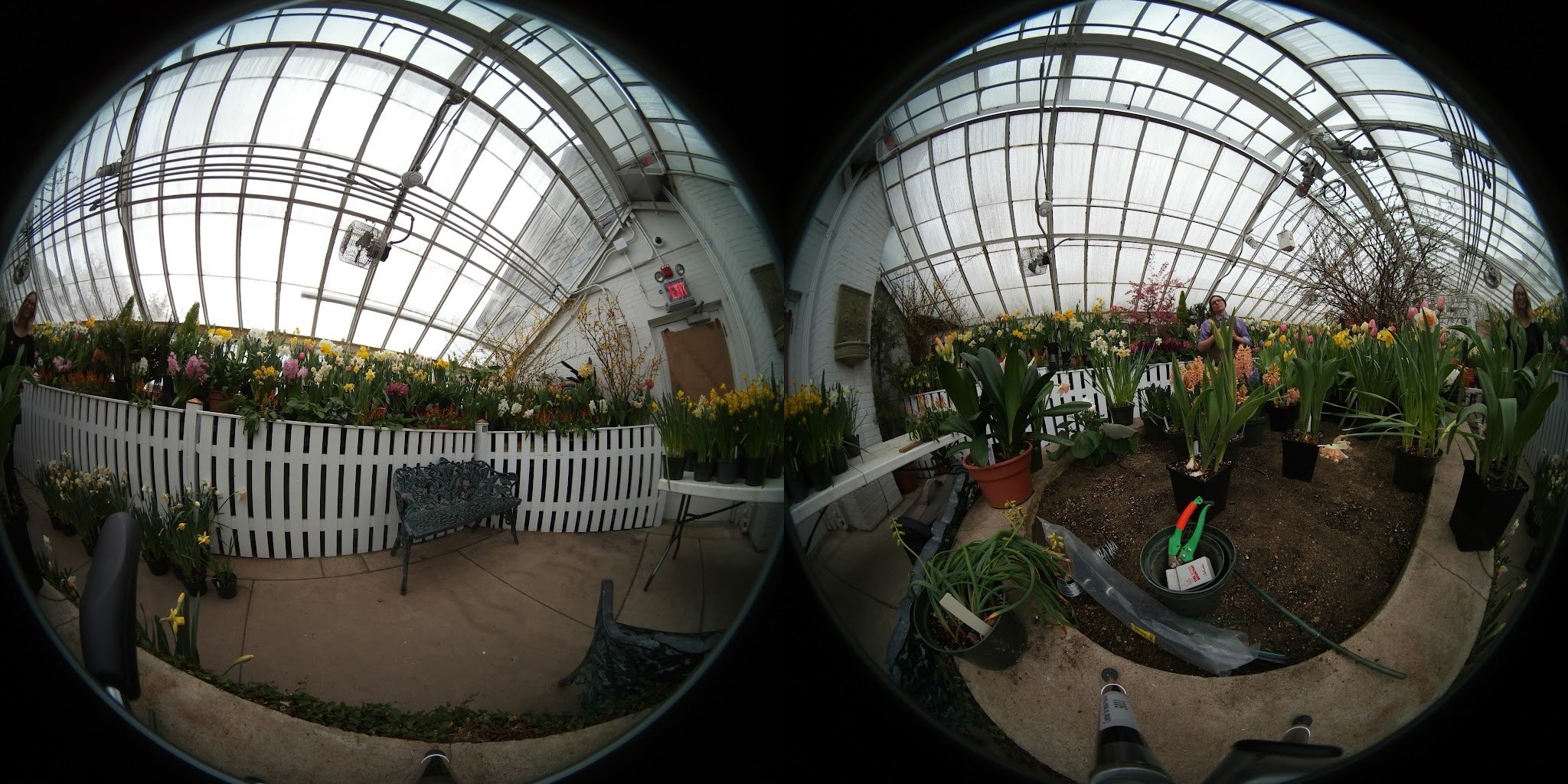 Smith College Bulb Show Virtual Exhibition 2018 — Katie O