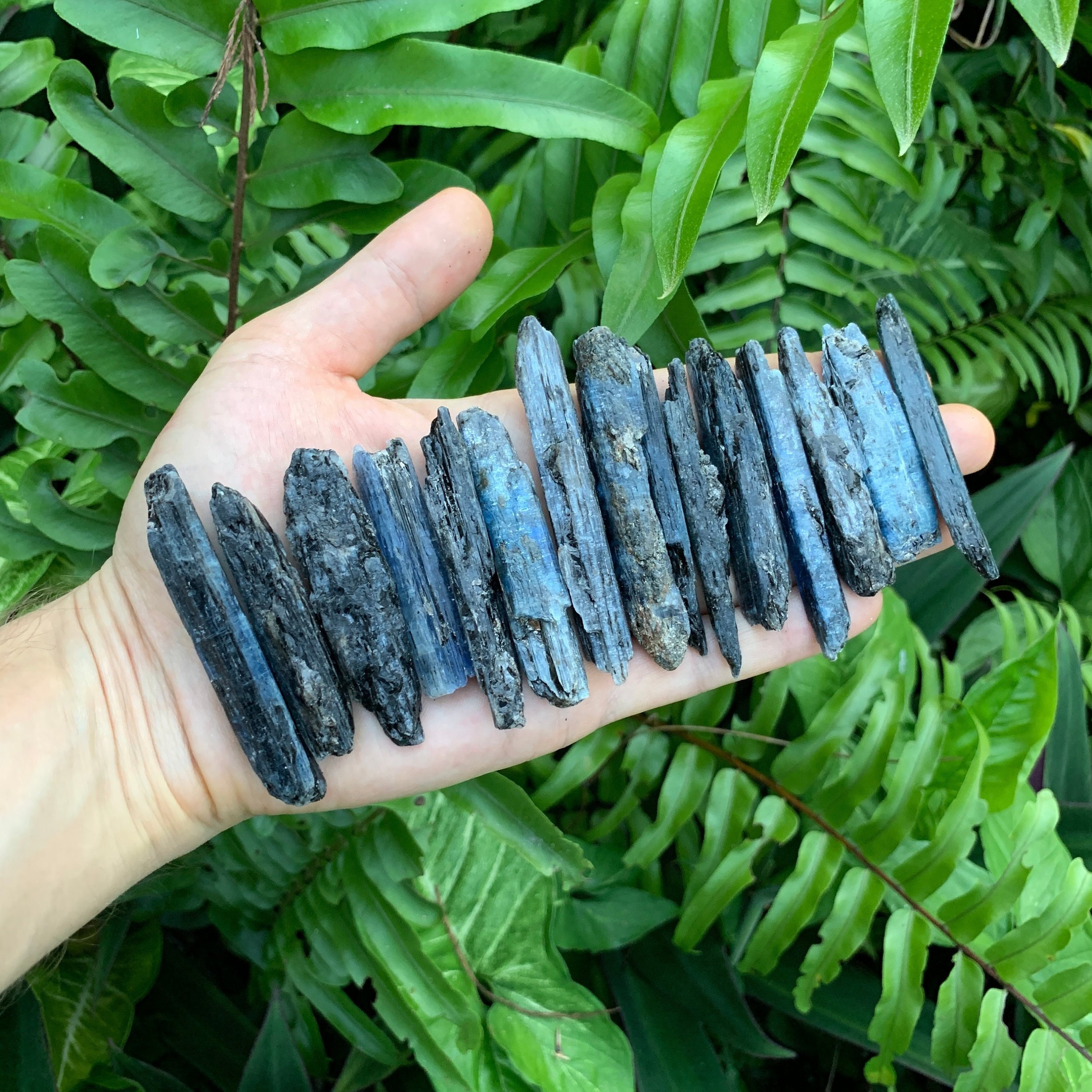 Blue Kyanite Raw Crystals (2-3 Inch - AA Grade - 24-40 Pieces Per Pound) Ethically Sourced from Zimbabwe - Beyond Bohemian