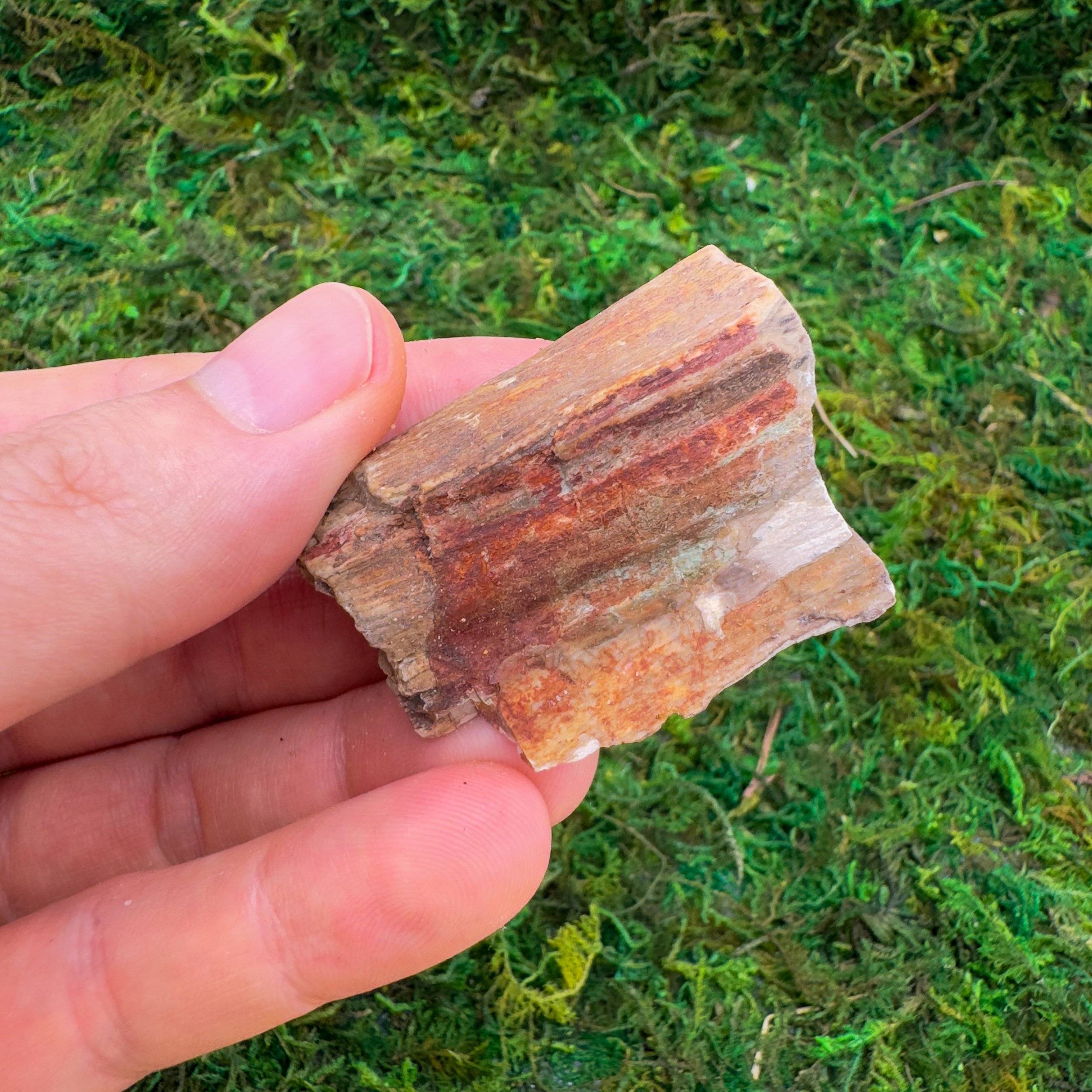 Petrified Wood Raw Stones (1-2 Inch - A Grade - 12-20 Pieces Per Pound) Ethically Sourced from Madagascar - Beyond Bohemian