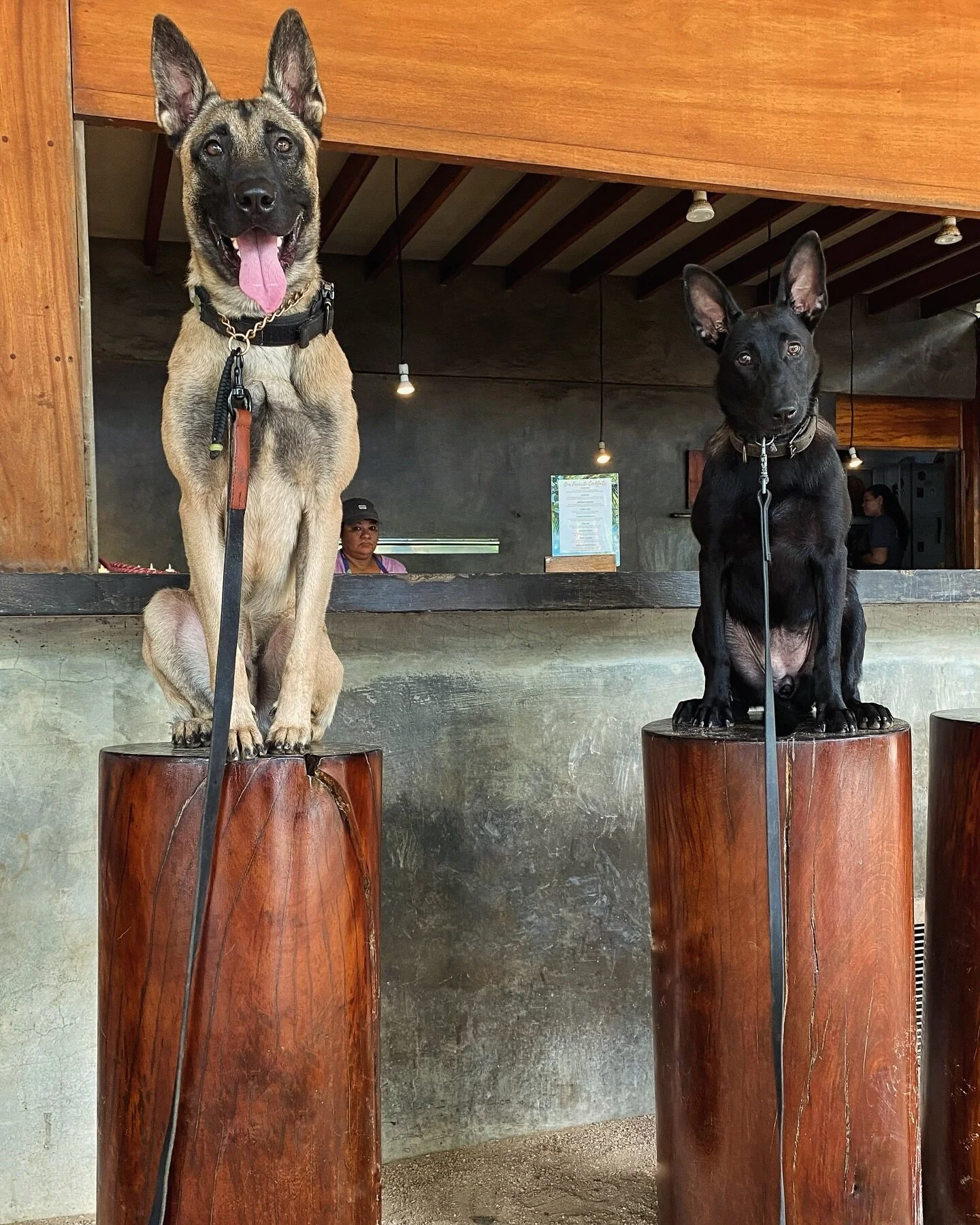 tropic-k9