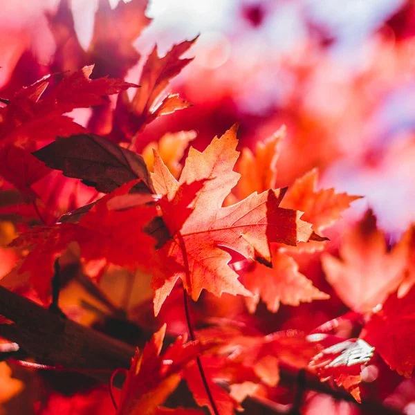 autumnal-equinox-sm-final.jpg