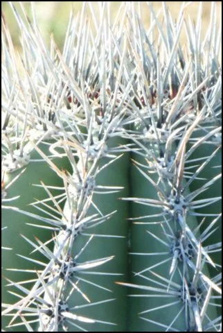 CactusCloseup.JPG
