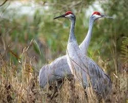 Sacred Sandhill Crane Dance