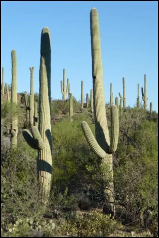 saguaros.JPG