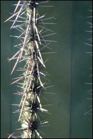 CactusCloseup-2.JPG
