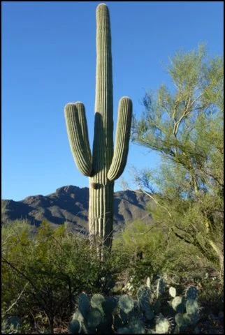 saquaro.JPG