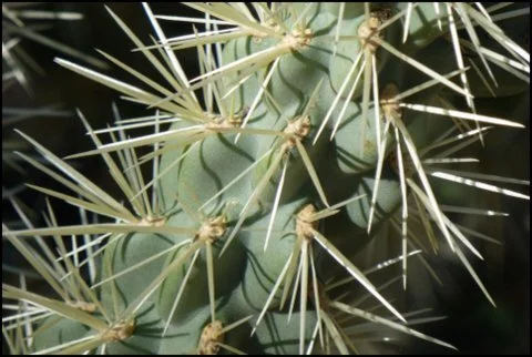 CactusCloseup-001.JPG