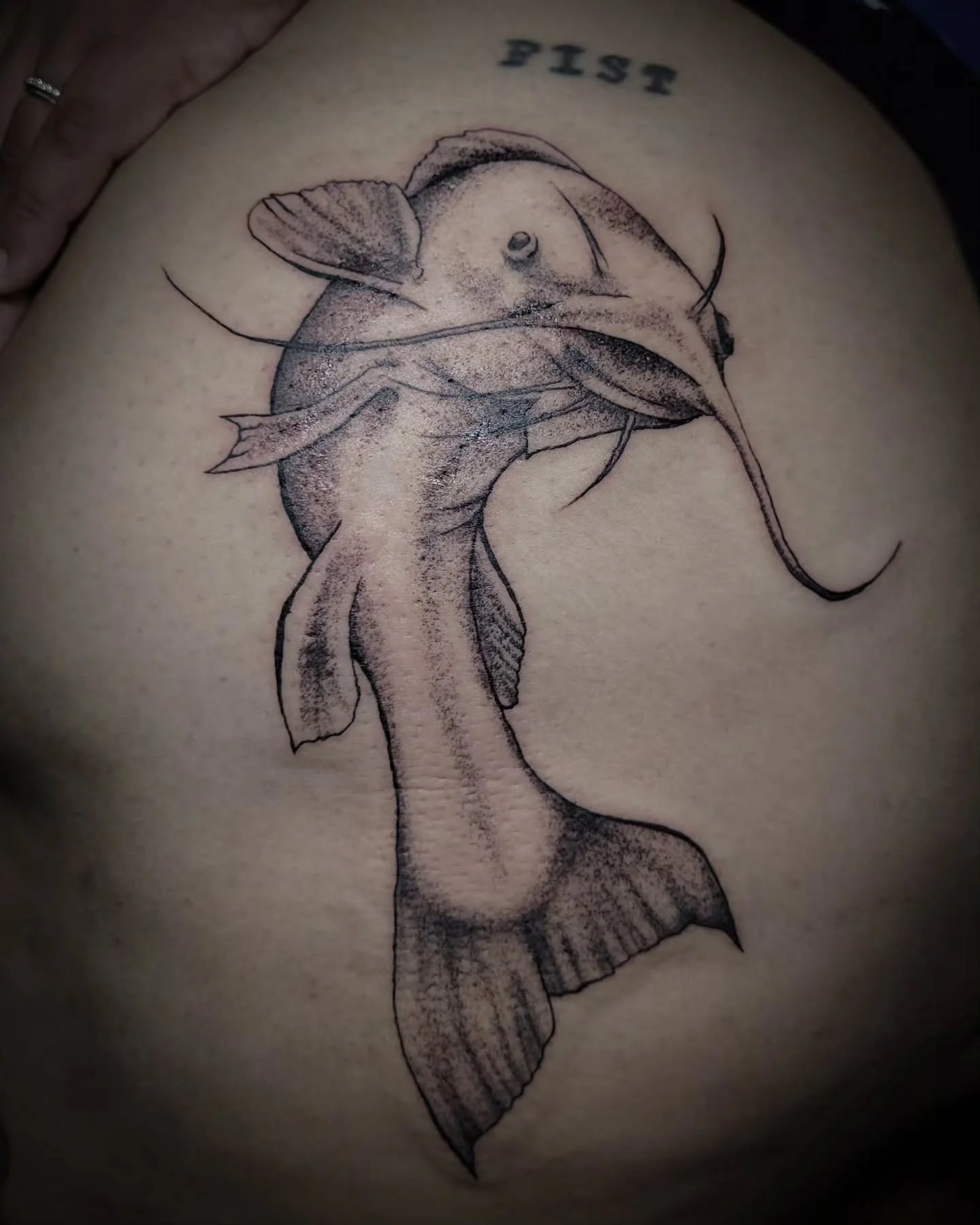 Thank you Kafryn! A fun one I had the chance to do
.
.
.
#catfishtattoo #fishtattoo #butttattoo #559tattoos #femaletattooartists #fresnotattooartist