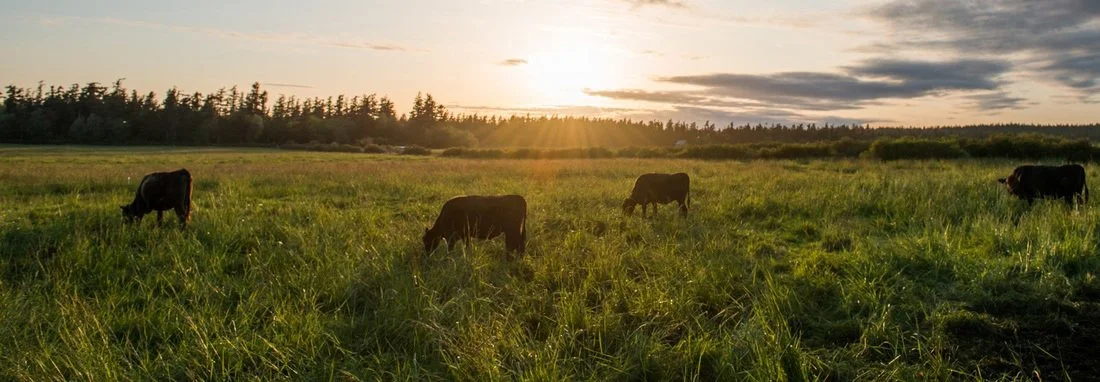 Wagyu Sunset.jpg
