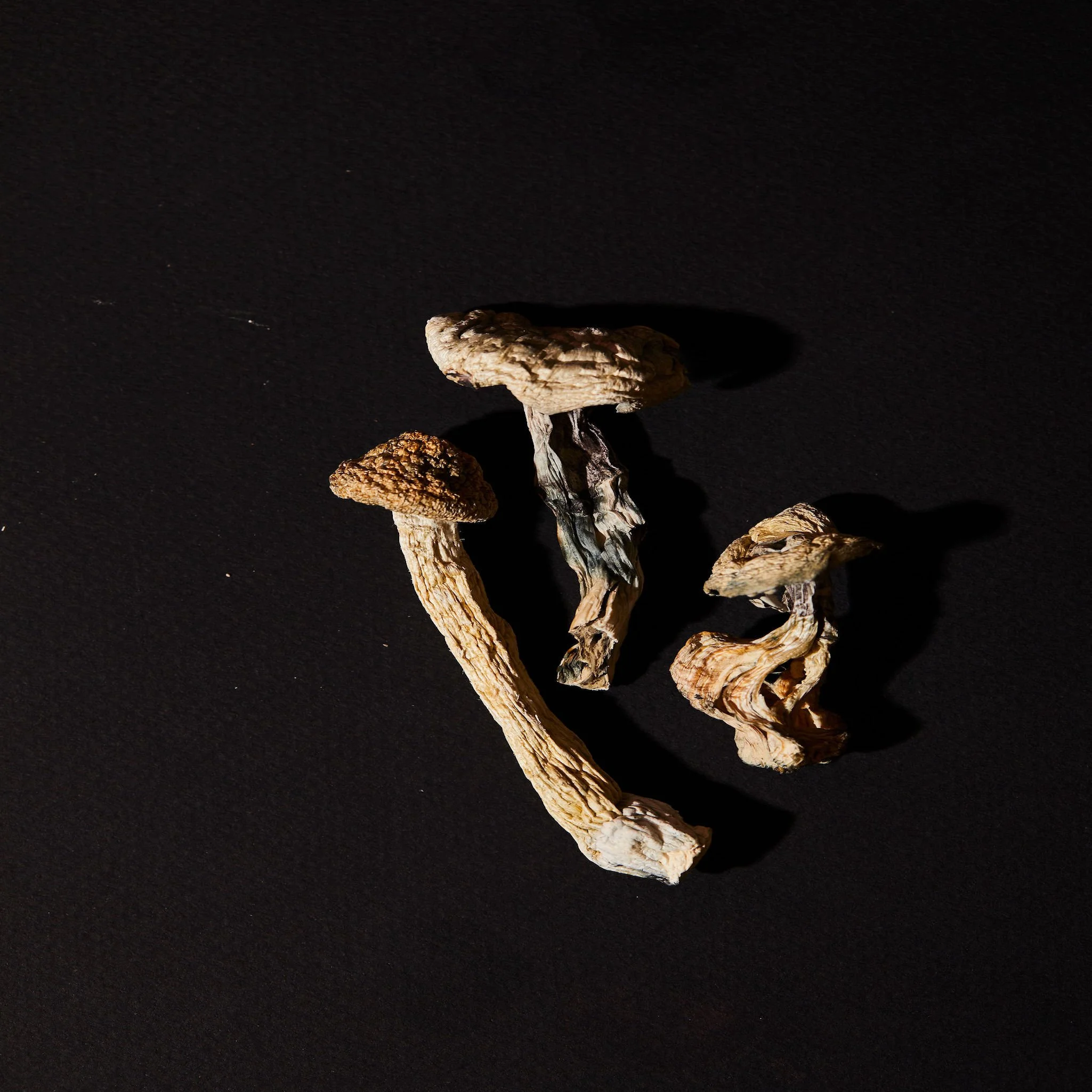 Albino A+ Shrooms