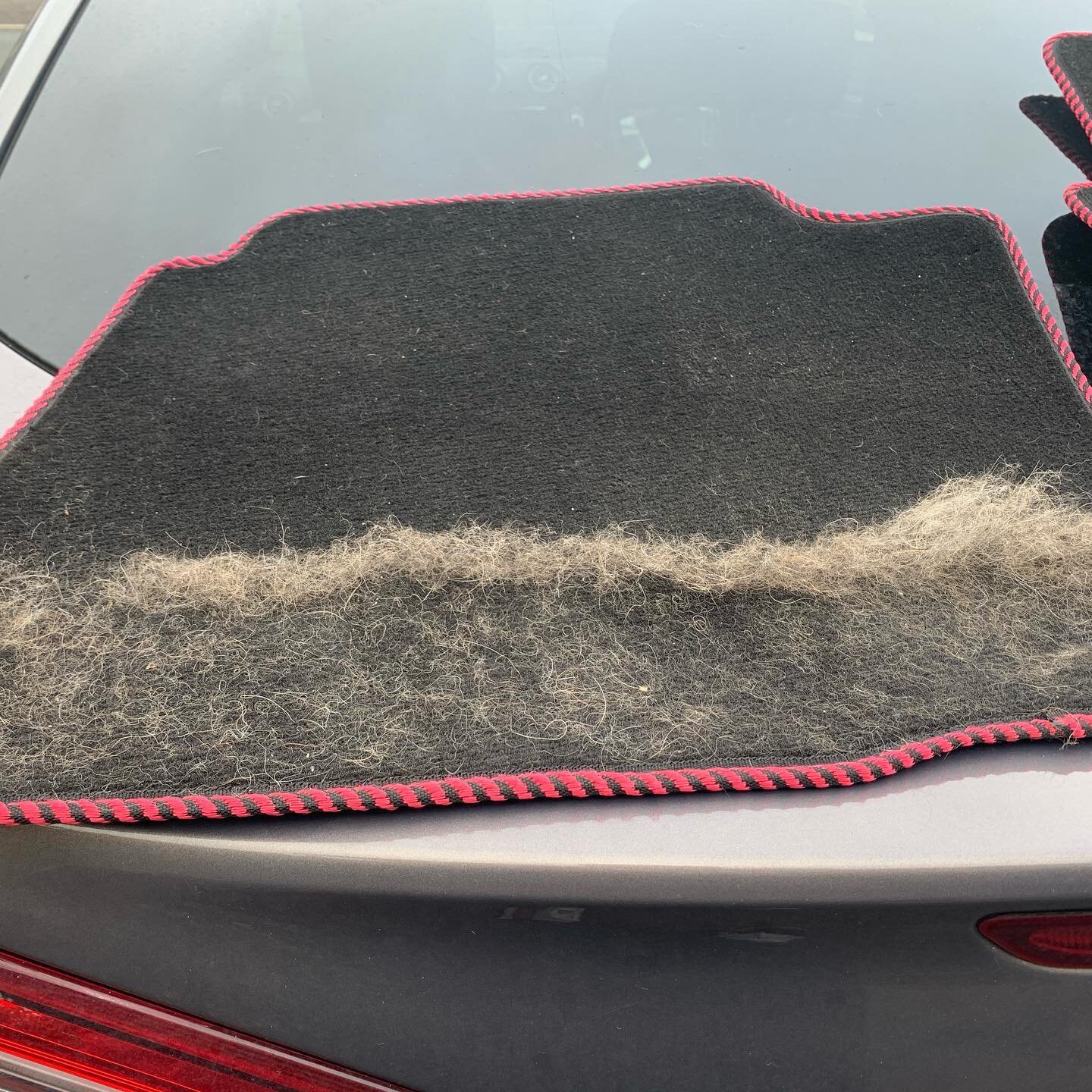 Fir ball anyone? #InProgress #HairRemoval 

#HampshireMobileValet #hmvs #hantsmobilevaletingservices #portsmouth 
#hampshire #hampshirevalet #portsmouthvalet #mobilevaleting  #carchem #valetingproductsuk 

Hampshire Mobile Valeting Services
📷 @hmval