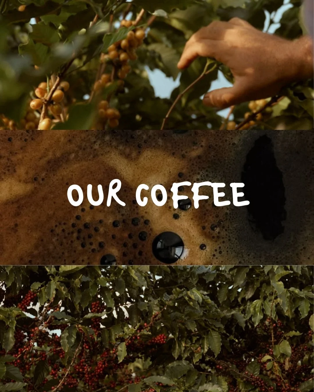 From the Atherton Tablelands of North Queensland to your coffee cups here in the Sutherland Shire. Served between the Royal National Park bushland and Port Hacking River, the position that makes Grays Point so unique. Our coffee. Brought to life by o