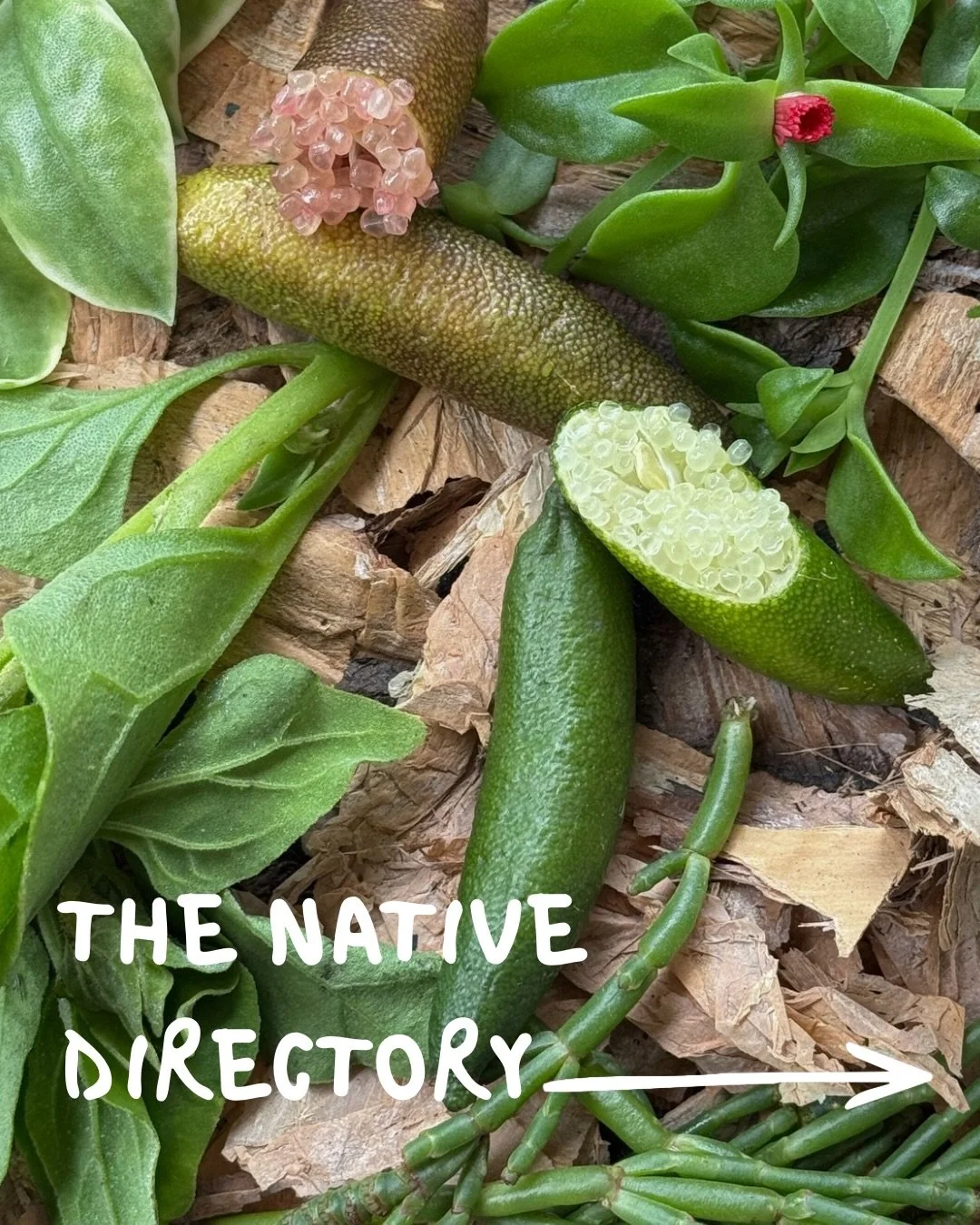 Native Australian ingredients elevating each plate with skilful subtlety. 

Swipe to discover the flavours to be found within each of the dishes on our all new menu. 

#JackGray #GraysPoint #SutherlandShire #SutherlandShireCafe #SutherlandShireWineBa