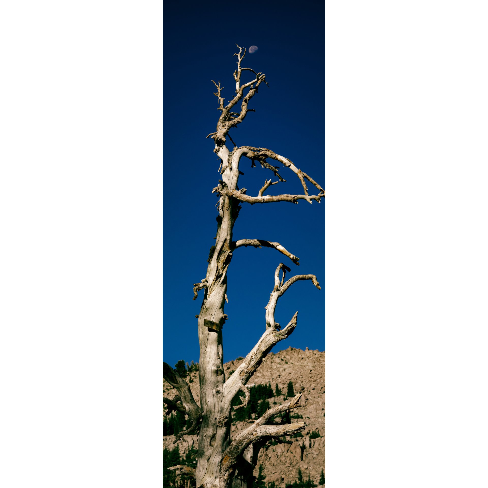 Bare, twisted tree reaching towards a bright moon in the deep blue sky.