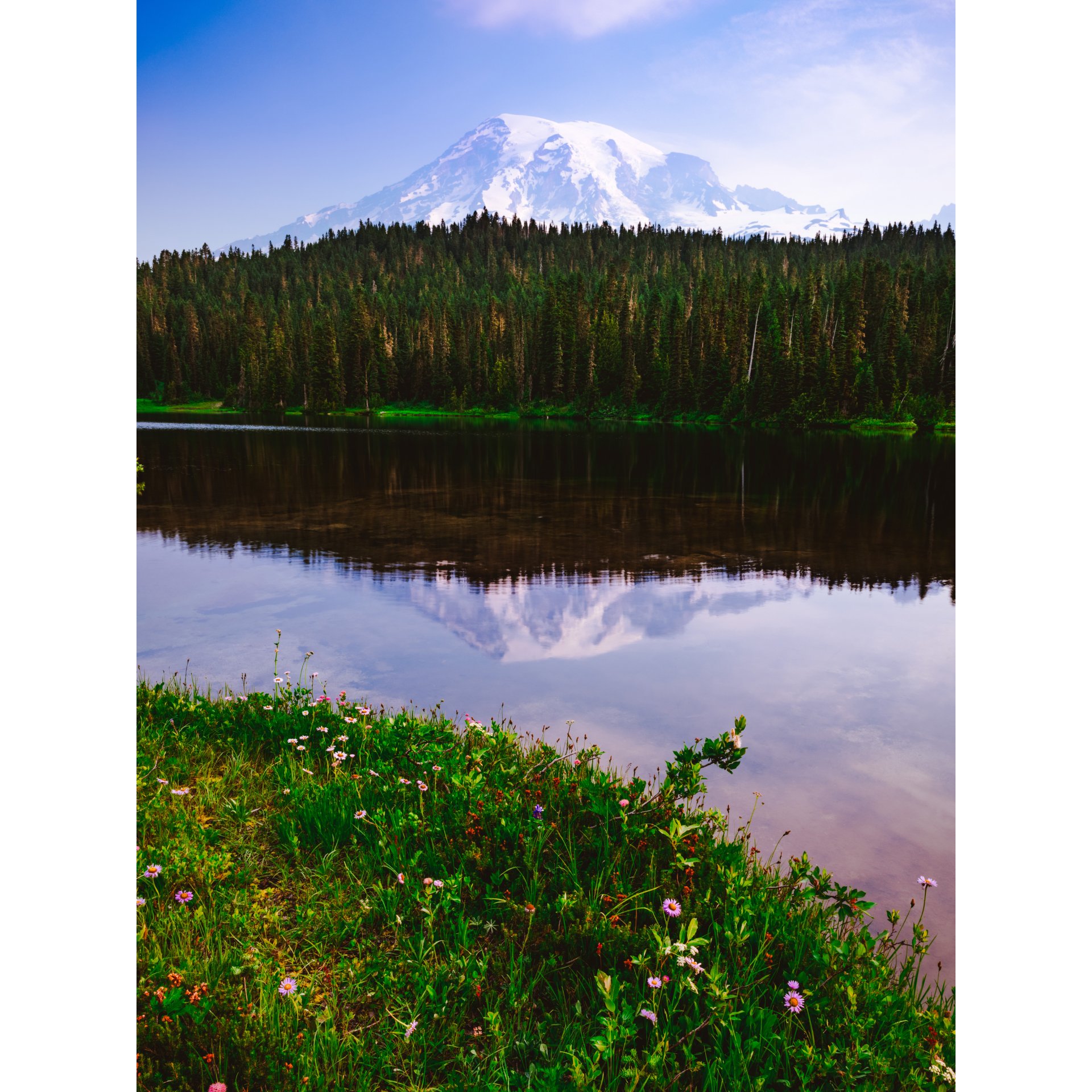 Mount Rainier reflected in still water with wildflowers in the foreground.