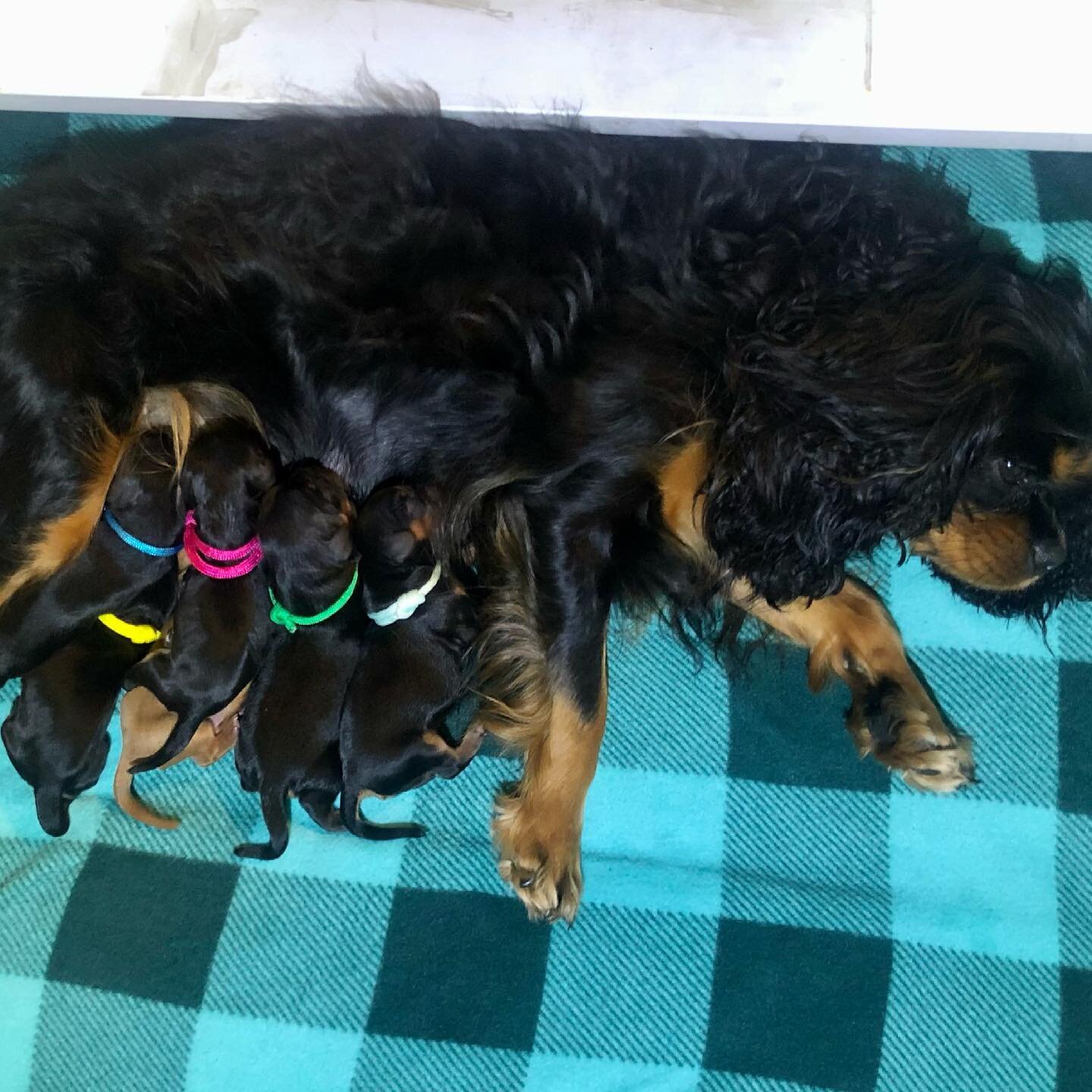 We delivered 6 healthy puppies last night! 3 girls and 3 boys! All of them are Black and Tan like their mother except for one Ruby boy! We are so excited and grateful for their safe arrival! ❤️