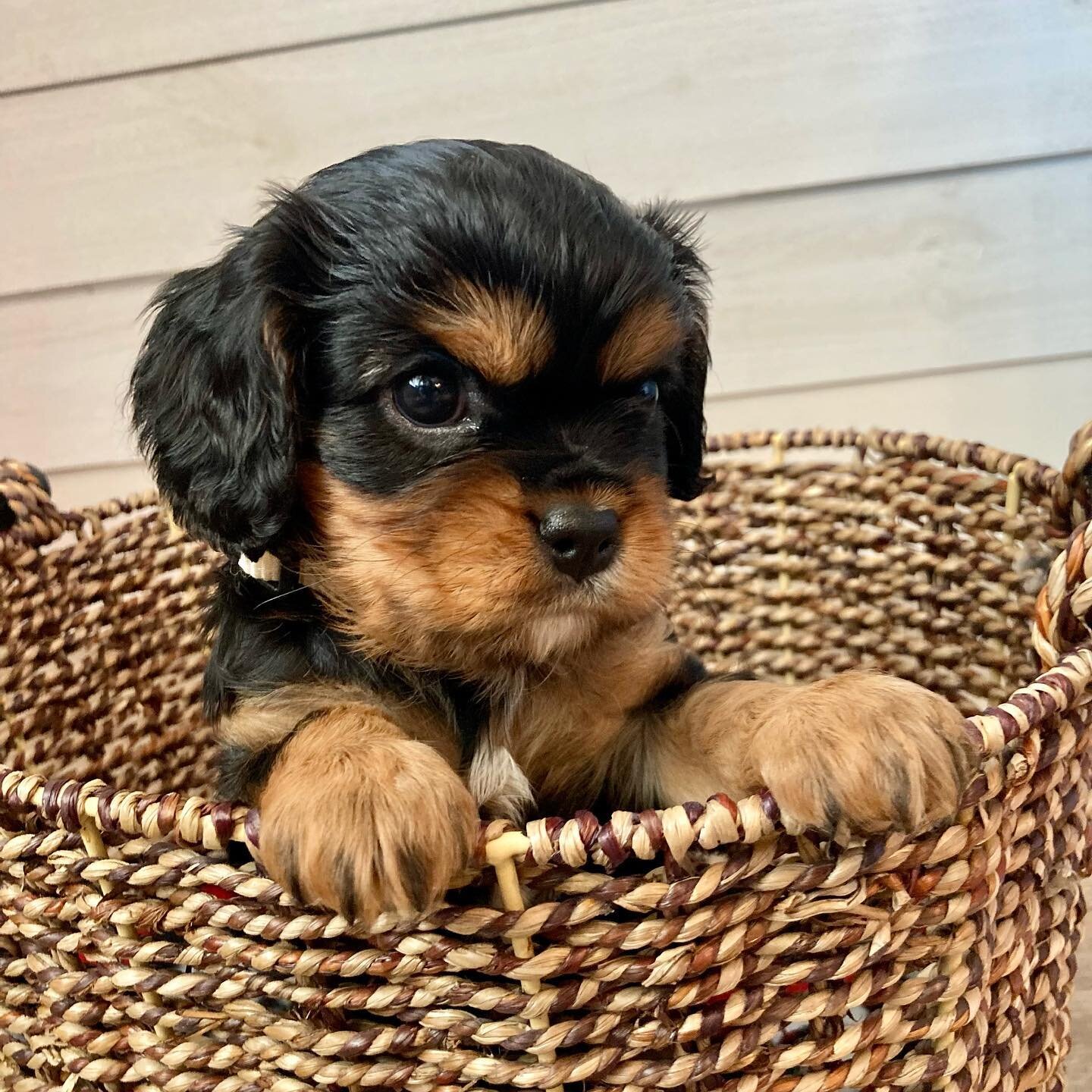 Puppies are 5 weeks old today! 😍❤️😍 #cavalierbreeder #cavalierkingcharlesspaniel #puppiesofinstagram #cavalier #cavaliersofinstagram #ckcs #akc