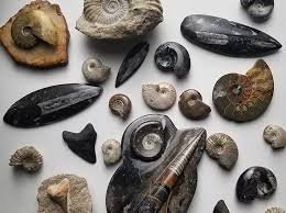 fossil.jpeg