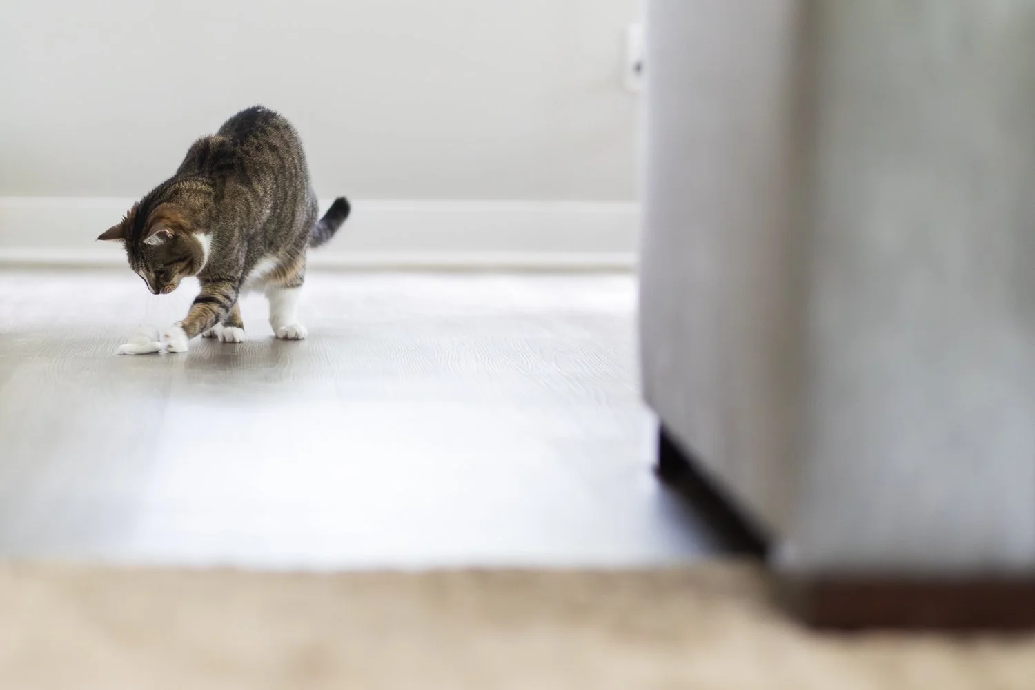 A domestic tabby cat with white paws and a white chest playing with a small object on a light-colored floor, partially obscured by a piece of furniture in a minimalist indoor setting.