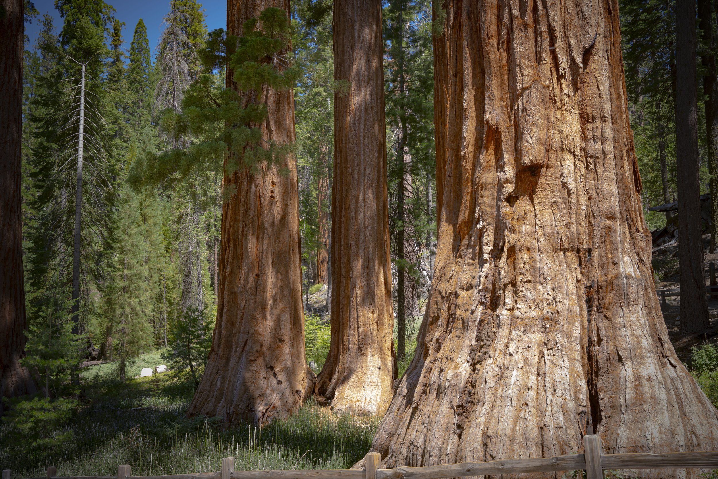 Yosemite(Aug1-3)-247.jpg