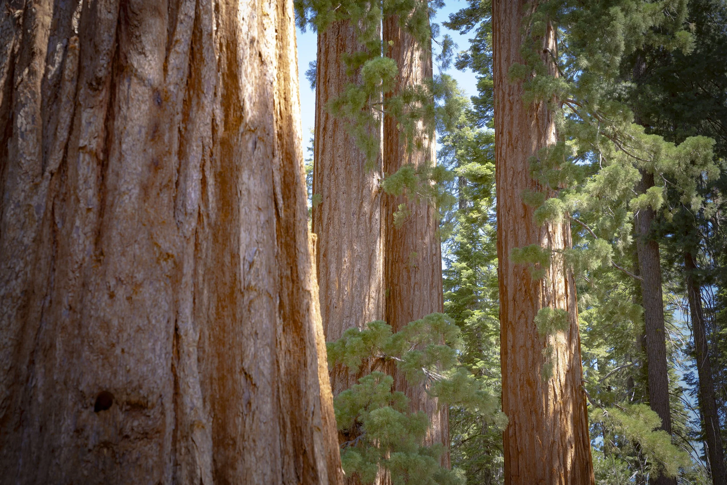 Yosemite(Aug1-3)-242.jpg