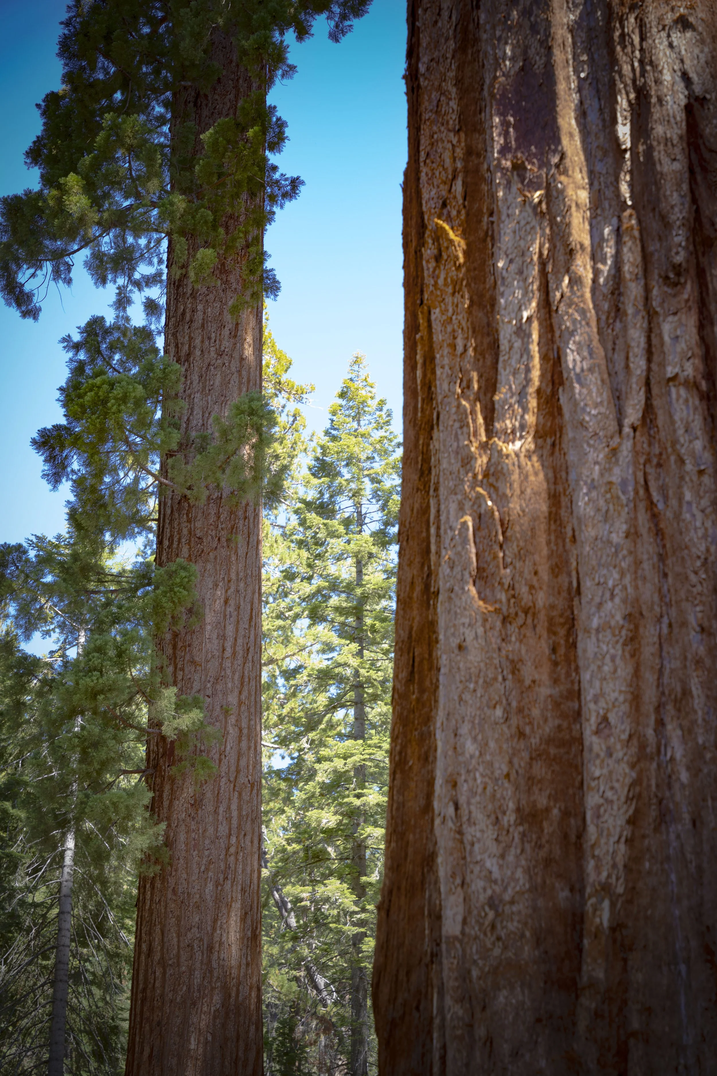 Yosemite(Aug1-3)-241.jpg