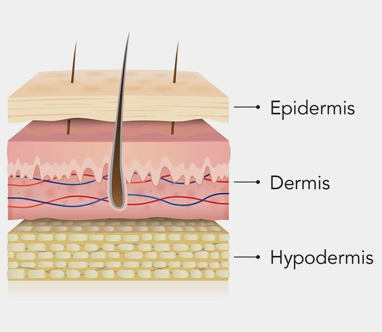 A Beginner’s Guide to Your Skin Anatomy