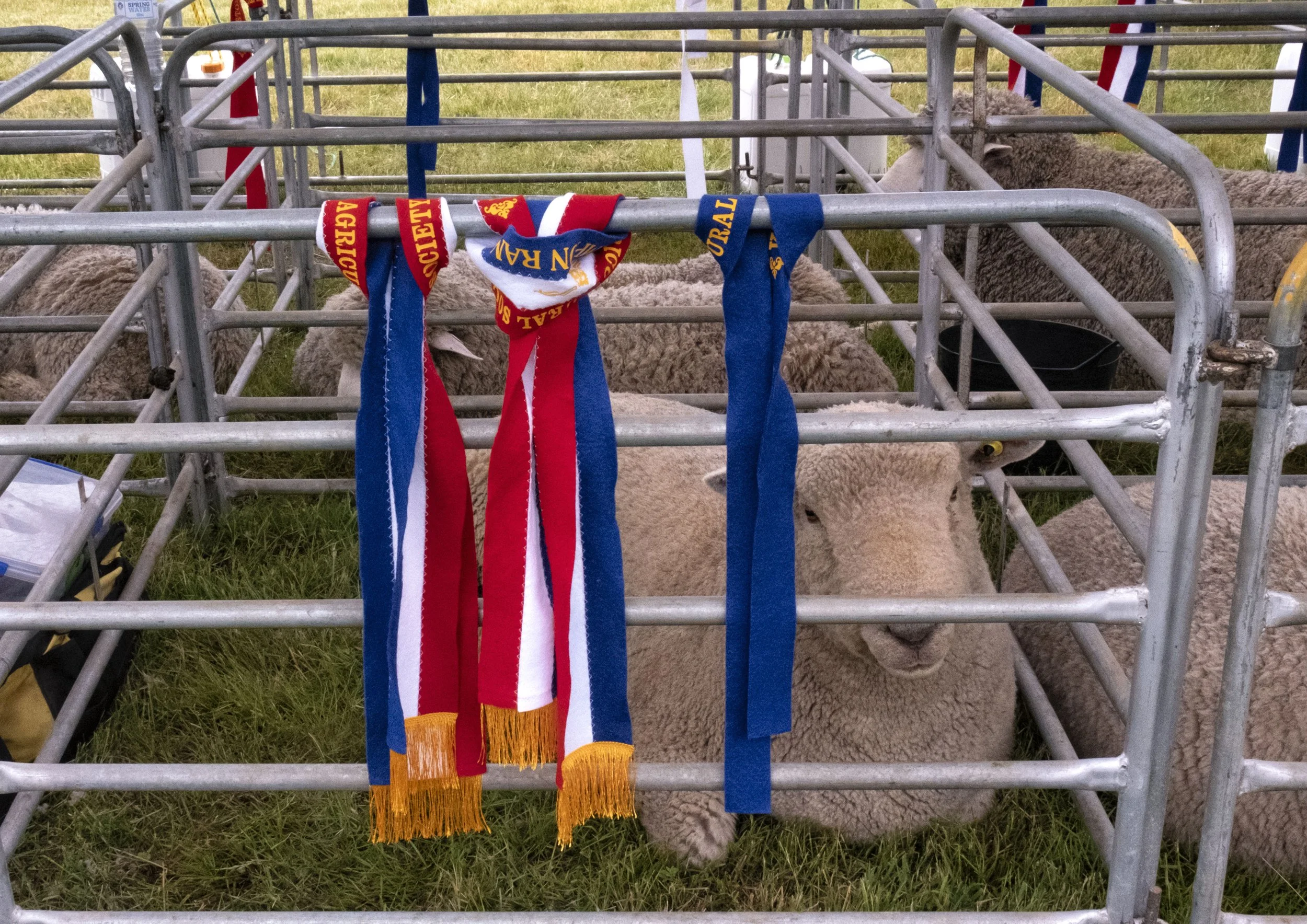 Kingston Show 2025_DSF6453.jpg
