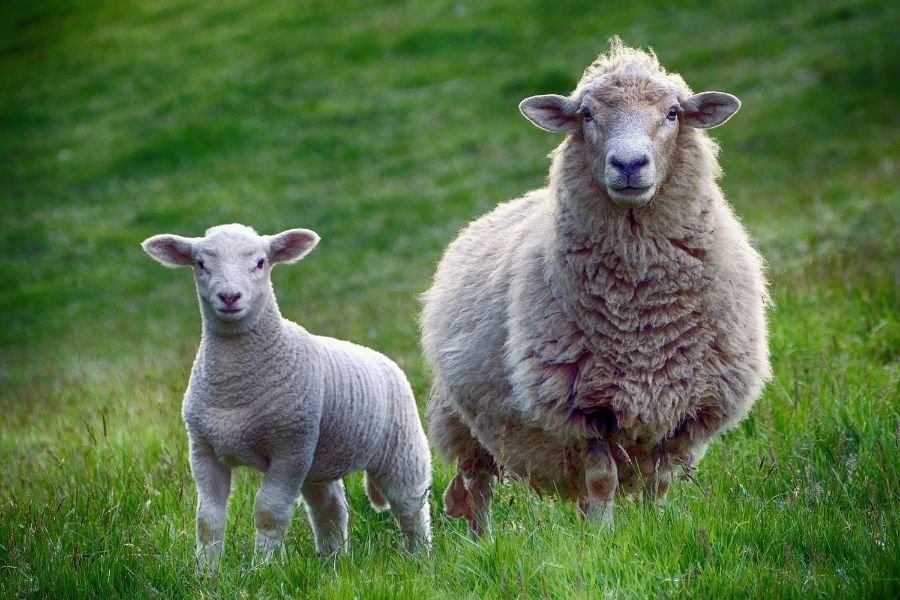 Sheep and lamb.jpg