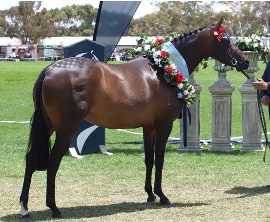 ballarat autumn horse show 2024.jpg