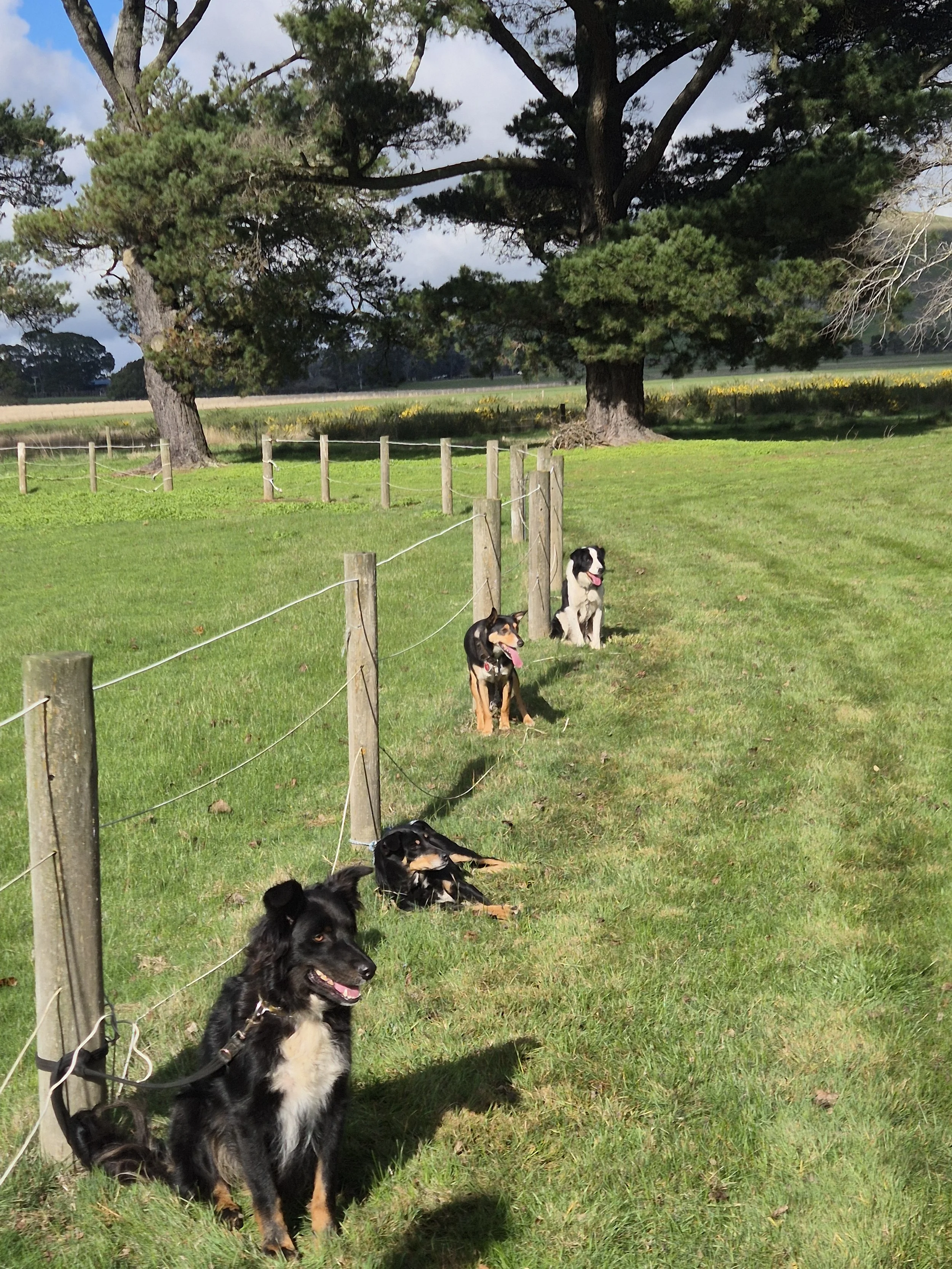 Working Dog Training 2026 (14).jpg