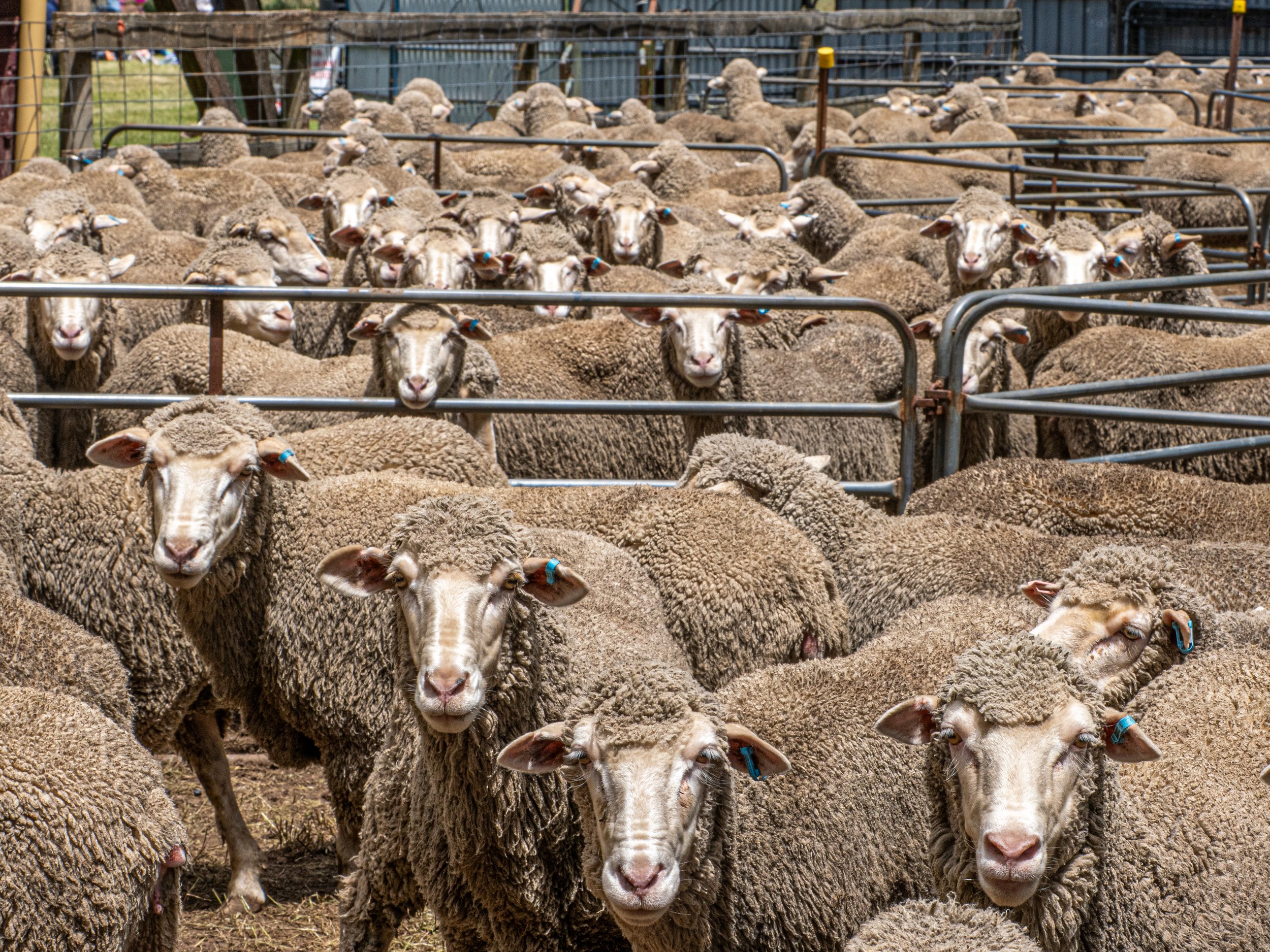 Photo courtesy Lindsay Cooke