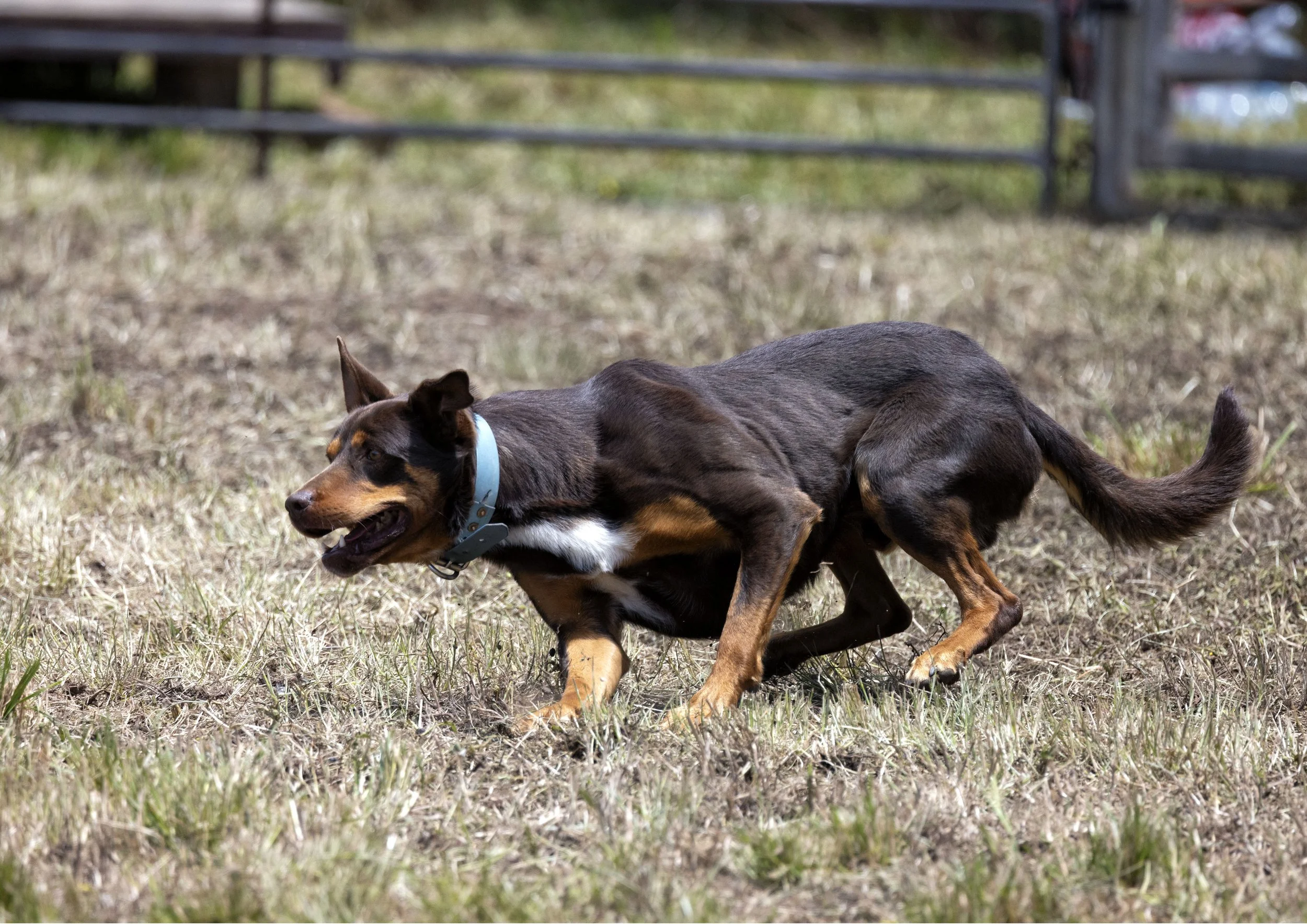 Kingston Show 2025_C9A6930.jpg