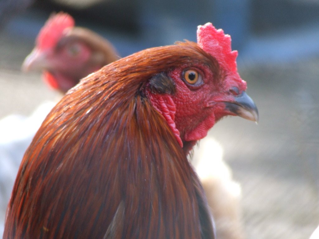 cockrel.jpg