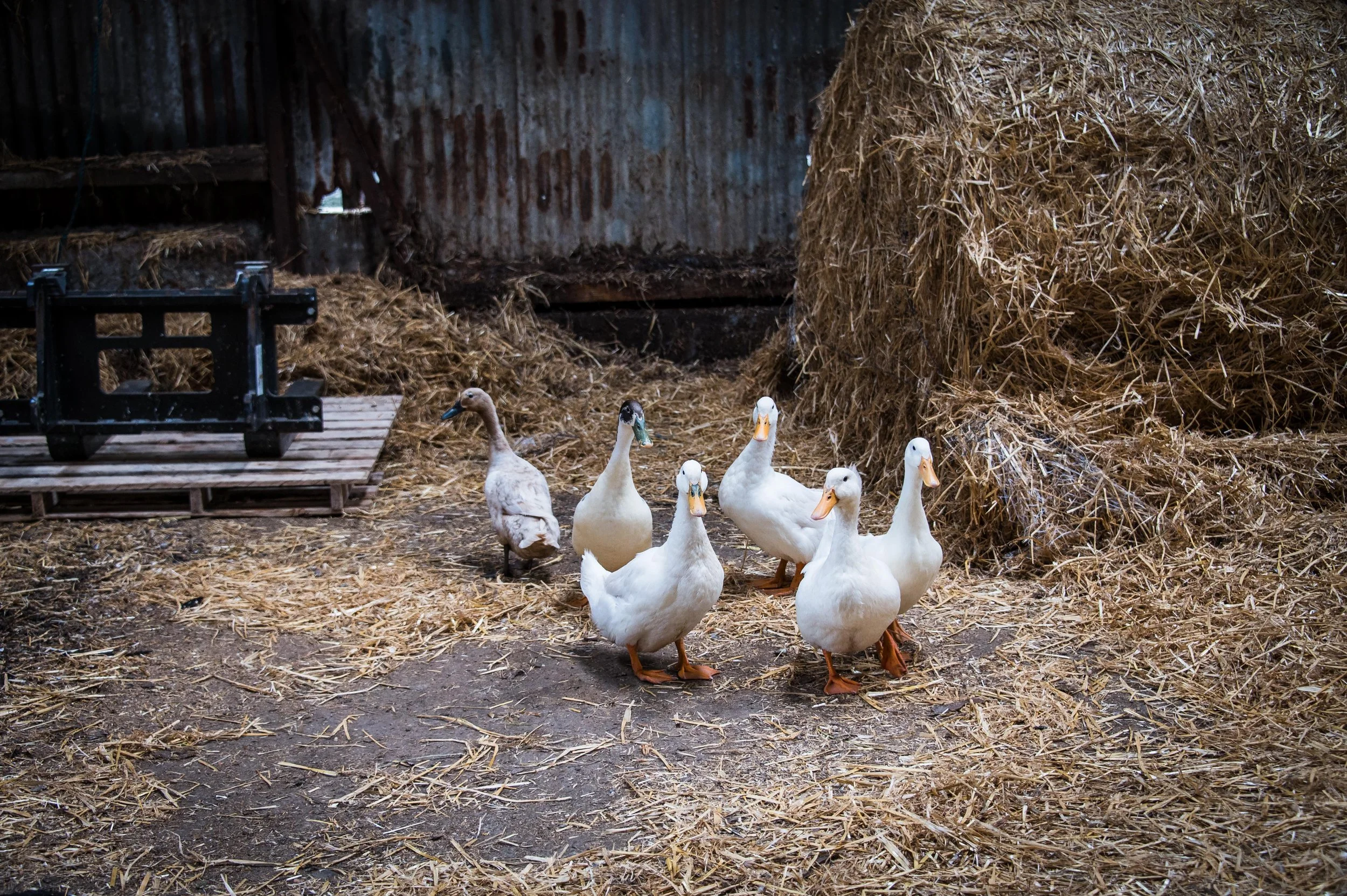 Farm-40.jpg