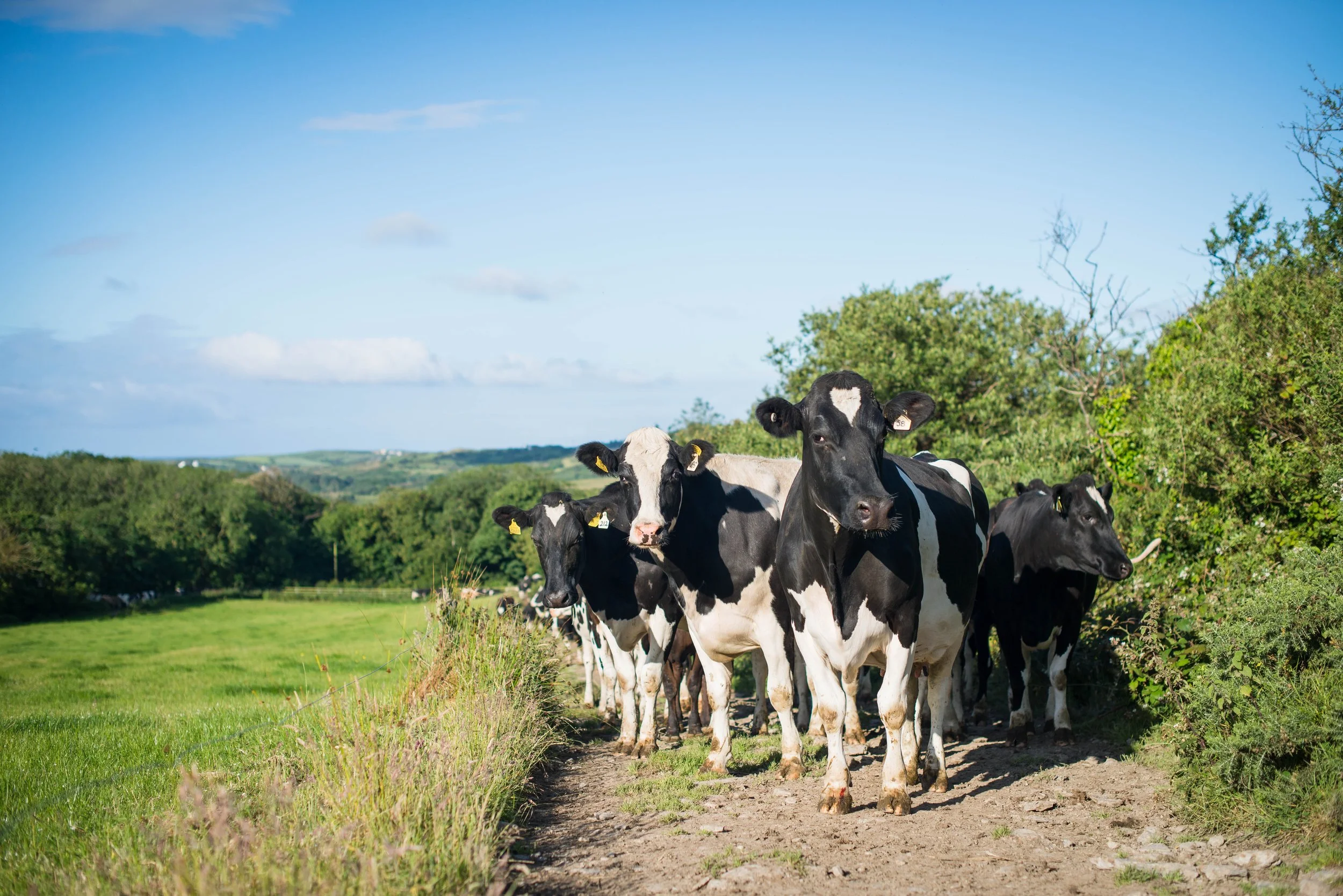 Farm-33.jpg