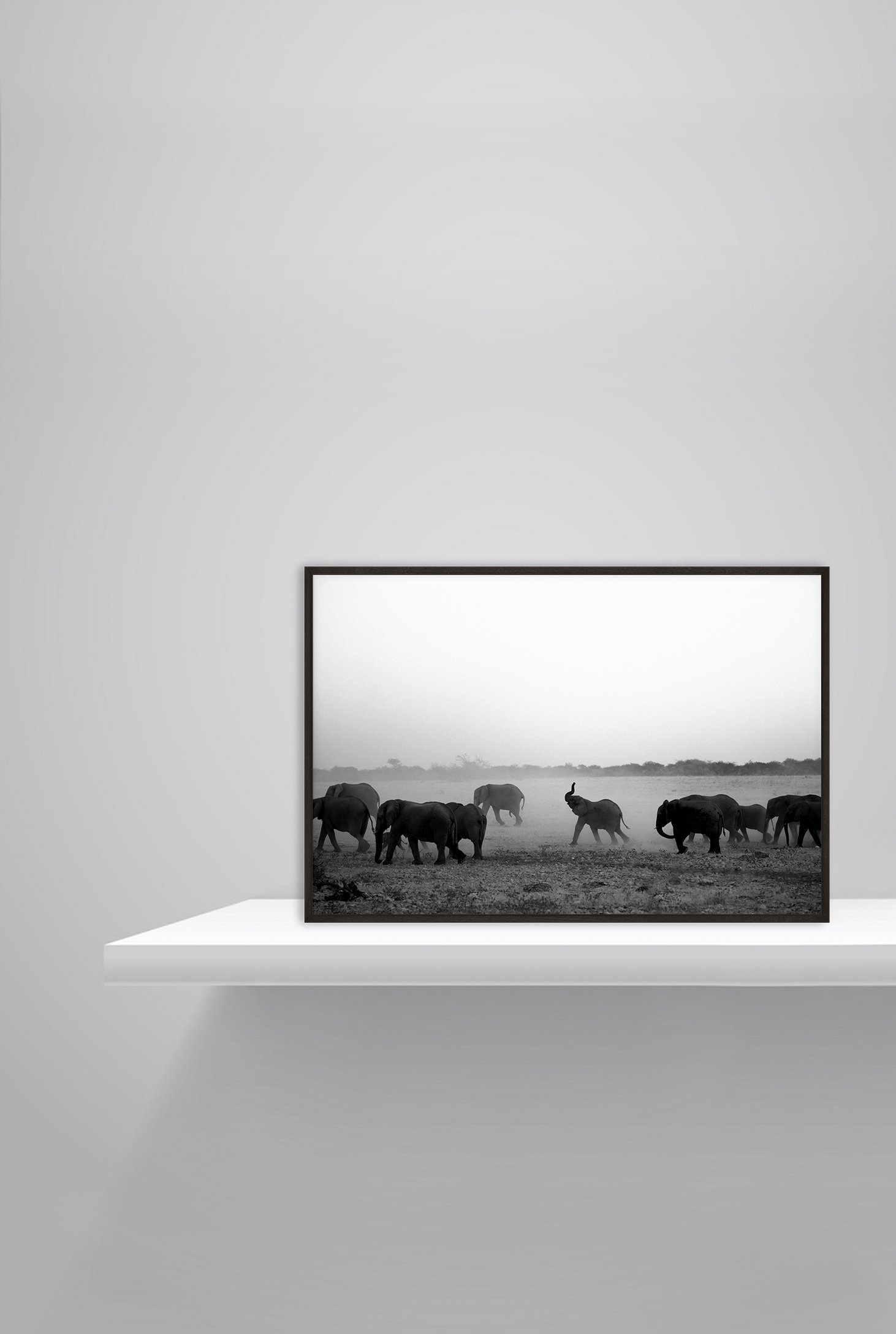 Elephants.jpg