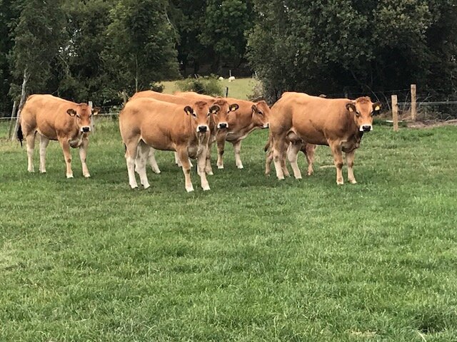 Tullamore-visit-herd.jpg