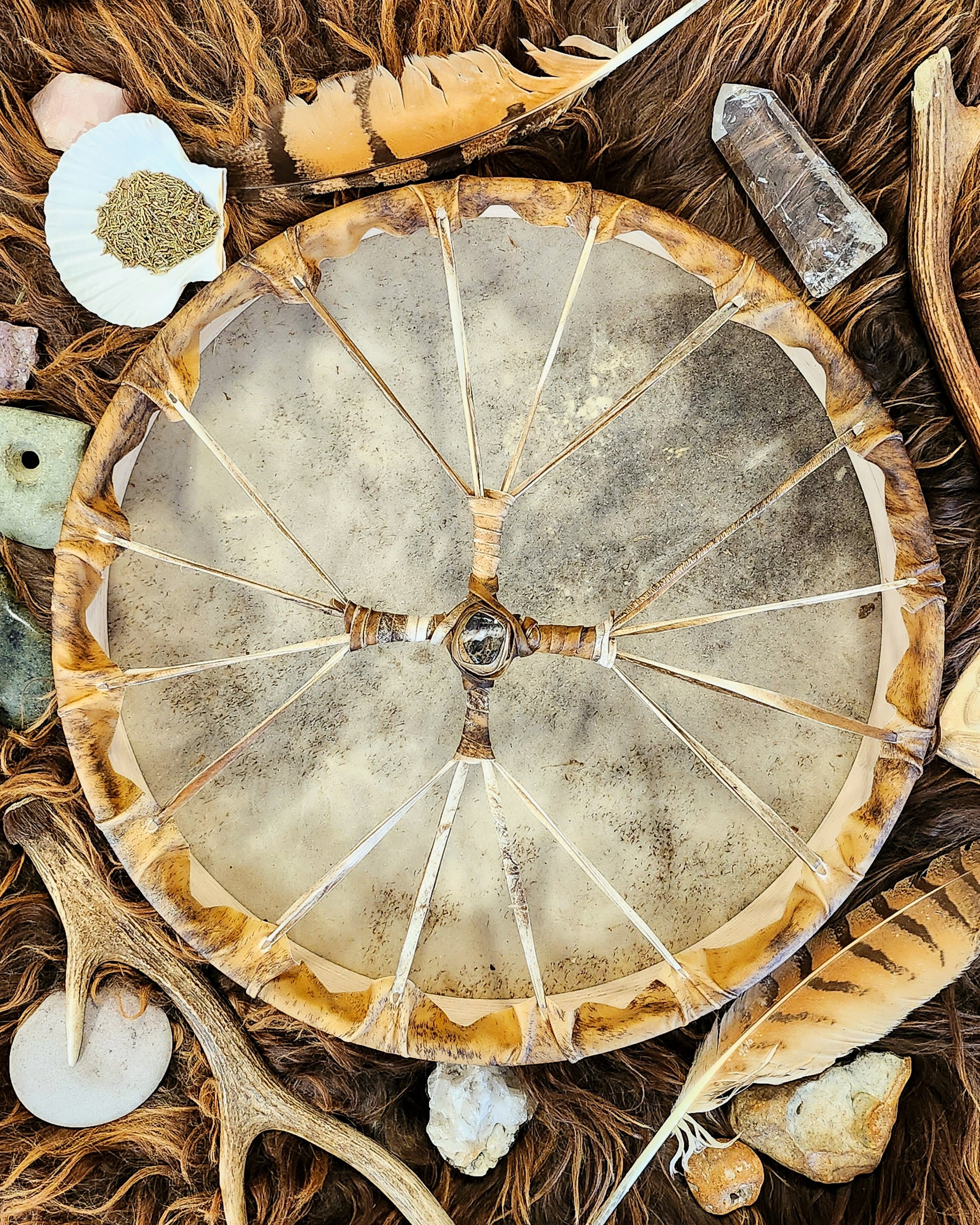 Scallop Shell — Heron Drums - Shamanic Drums UK