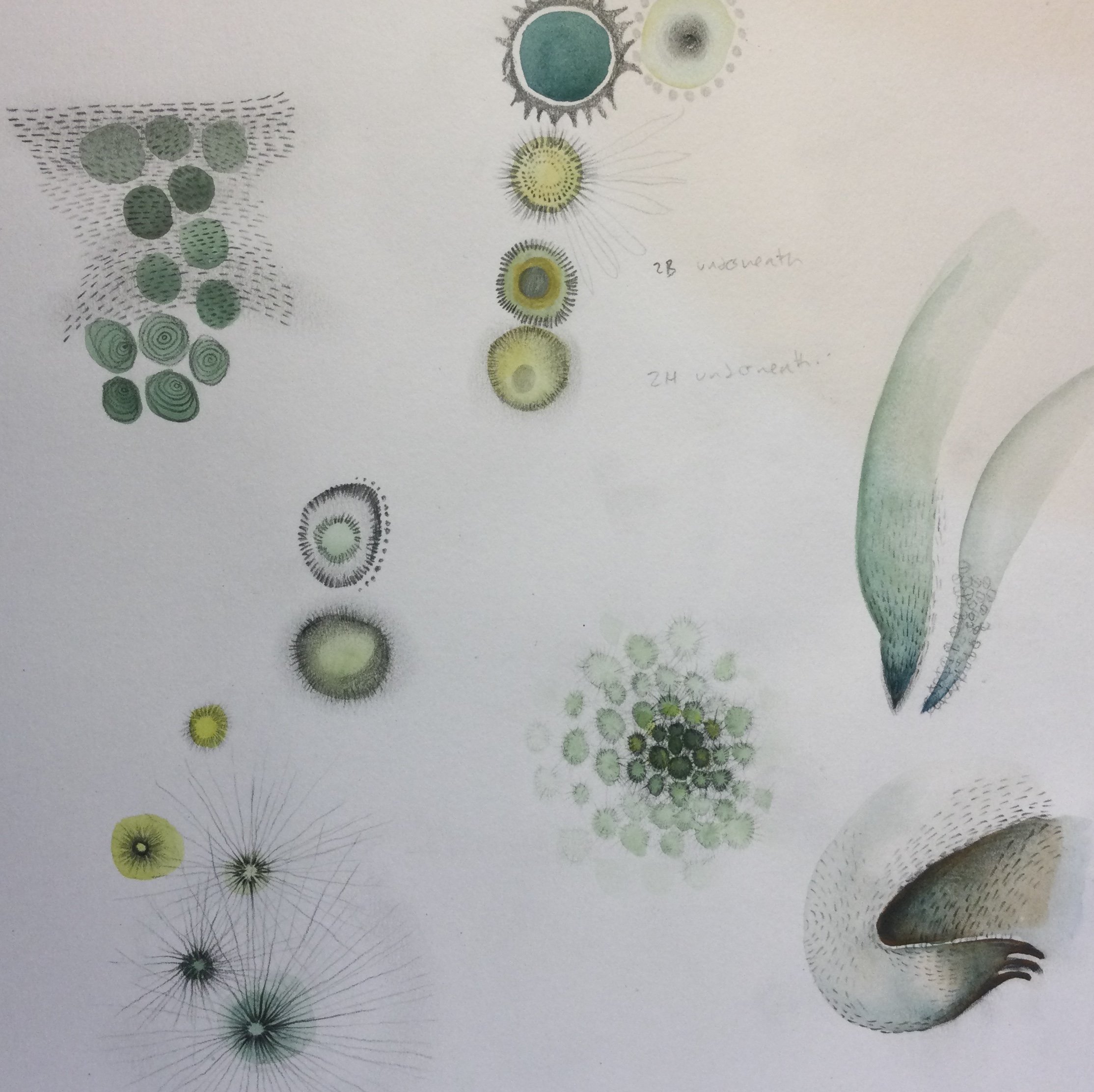 Green blobs.jpg