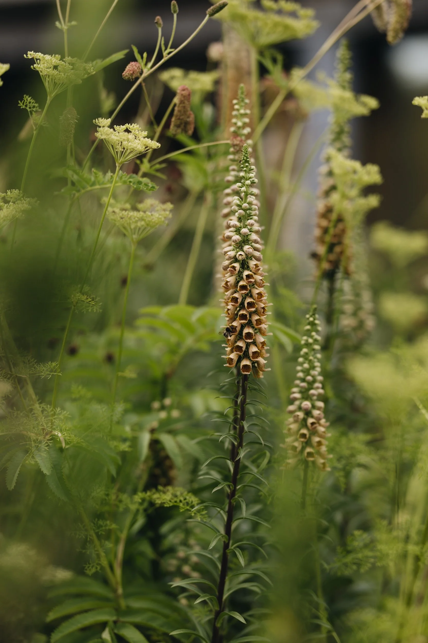 Digitalis ferruginea photographed by Eva Nemeth at Damson Farm