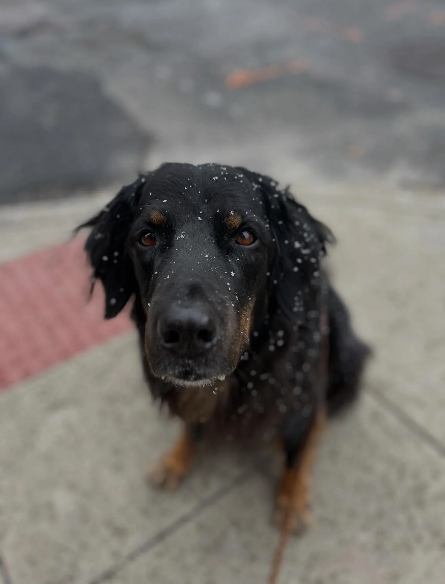 The first snowy day of the season. Now we have your attention with a photo of Hobart&hellip; It&rsquo;s also a perfect day to come in for Sunday supper at Kabinett between 4 - 7 PM. 
Stop in, cozy up to the bar, find comfort