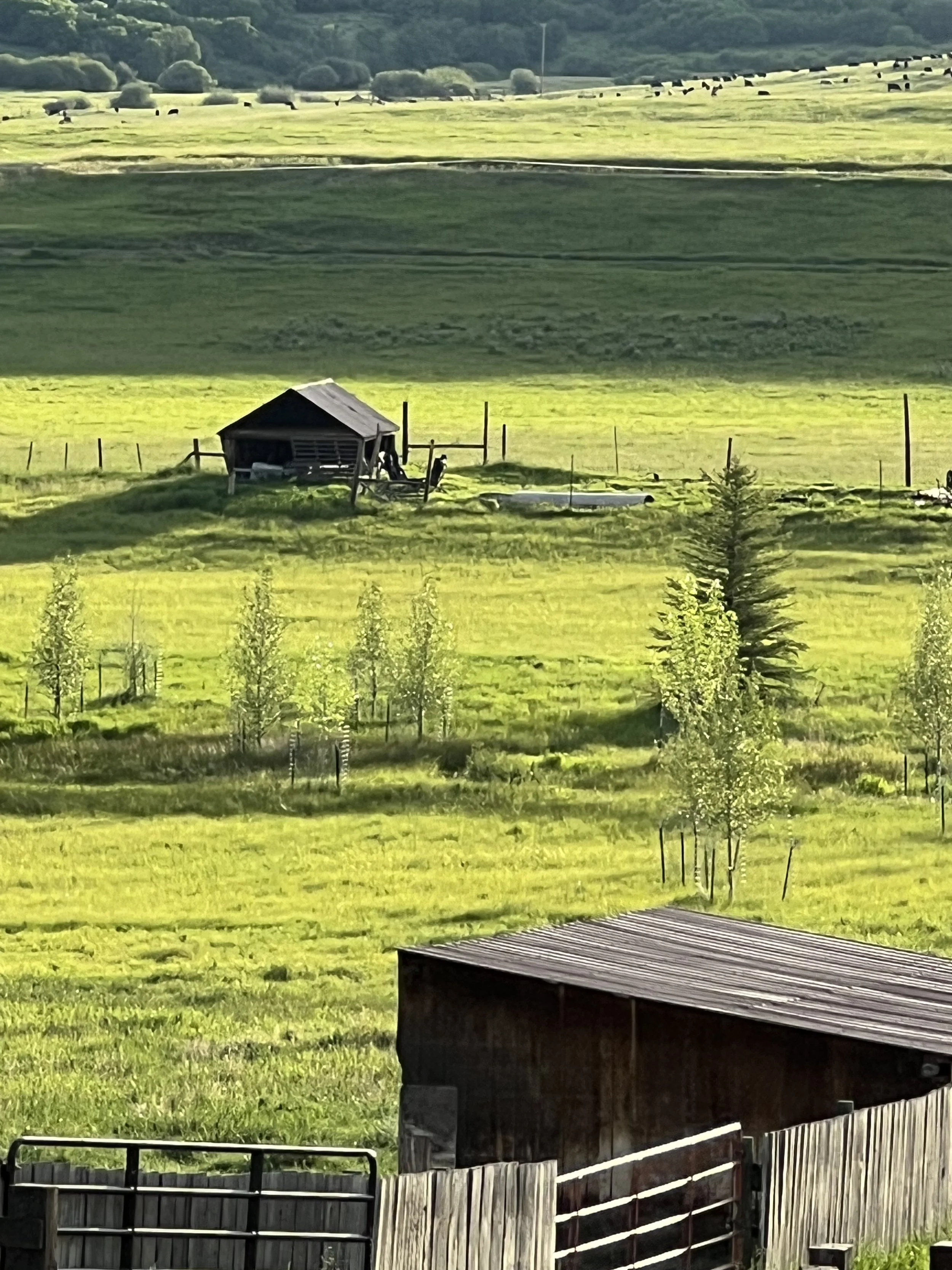 A rural landscape featuring green fields, small trees, a wooden shed, and grazing herd of cows in the background. Fenced pasture in the foreground with wooden fence and gate.