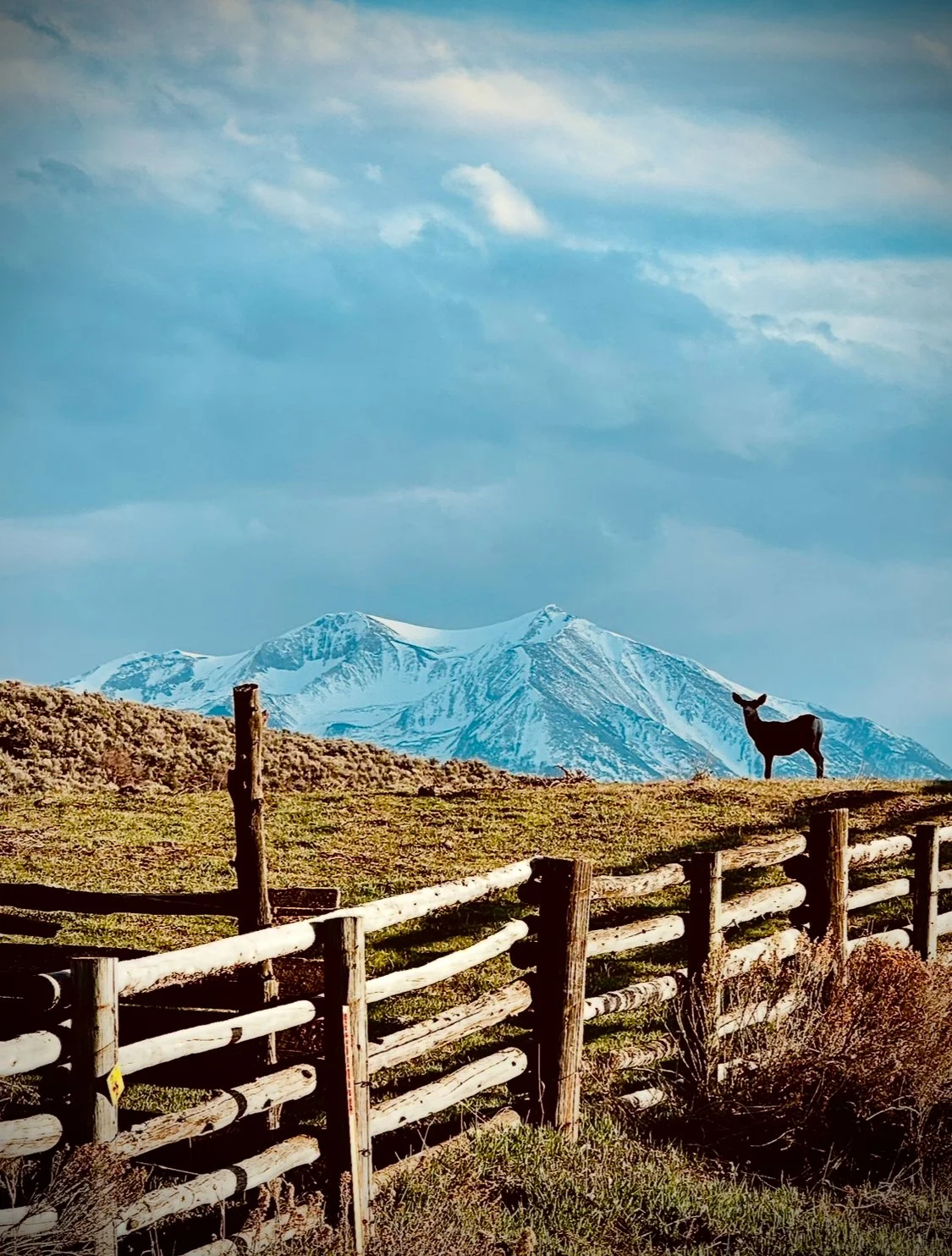 A mountain landscape with snow-capped peaks, a clear sky with some clouds, a wooden fence in the foreground, and a deer standing on the grassy hill.