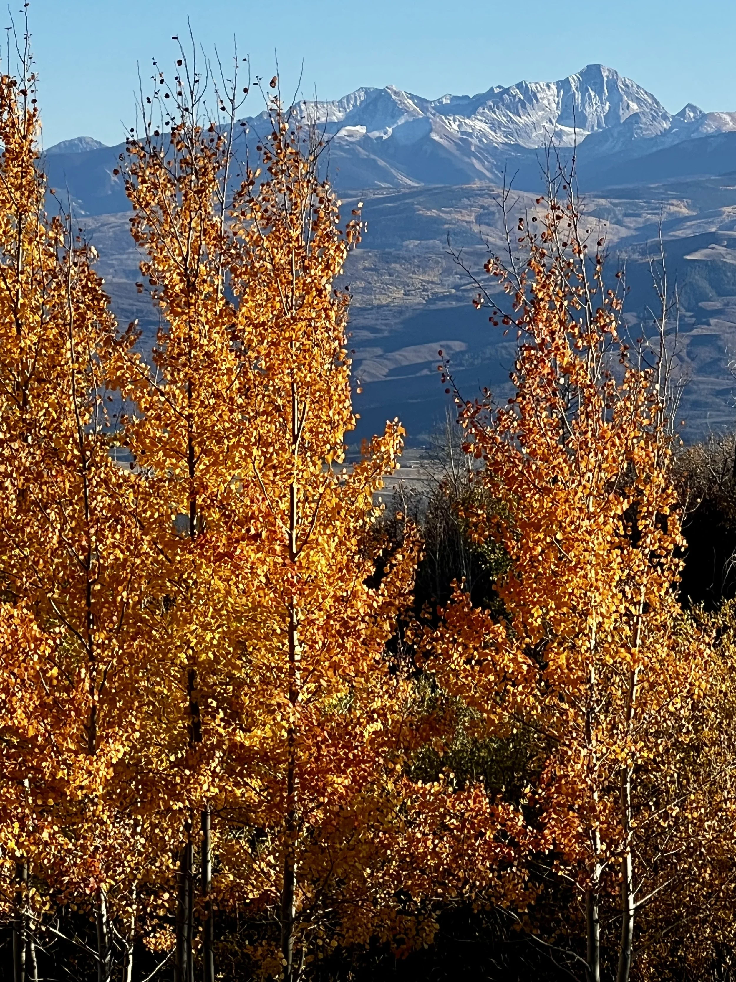 Autumn trees with orange leaves against a backdrop of snow-capped mountains.