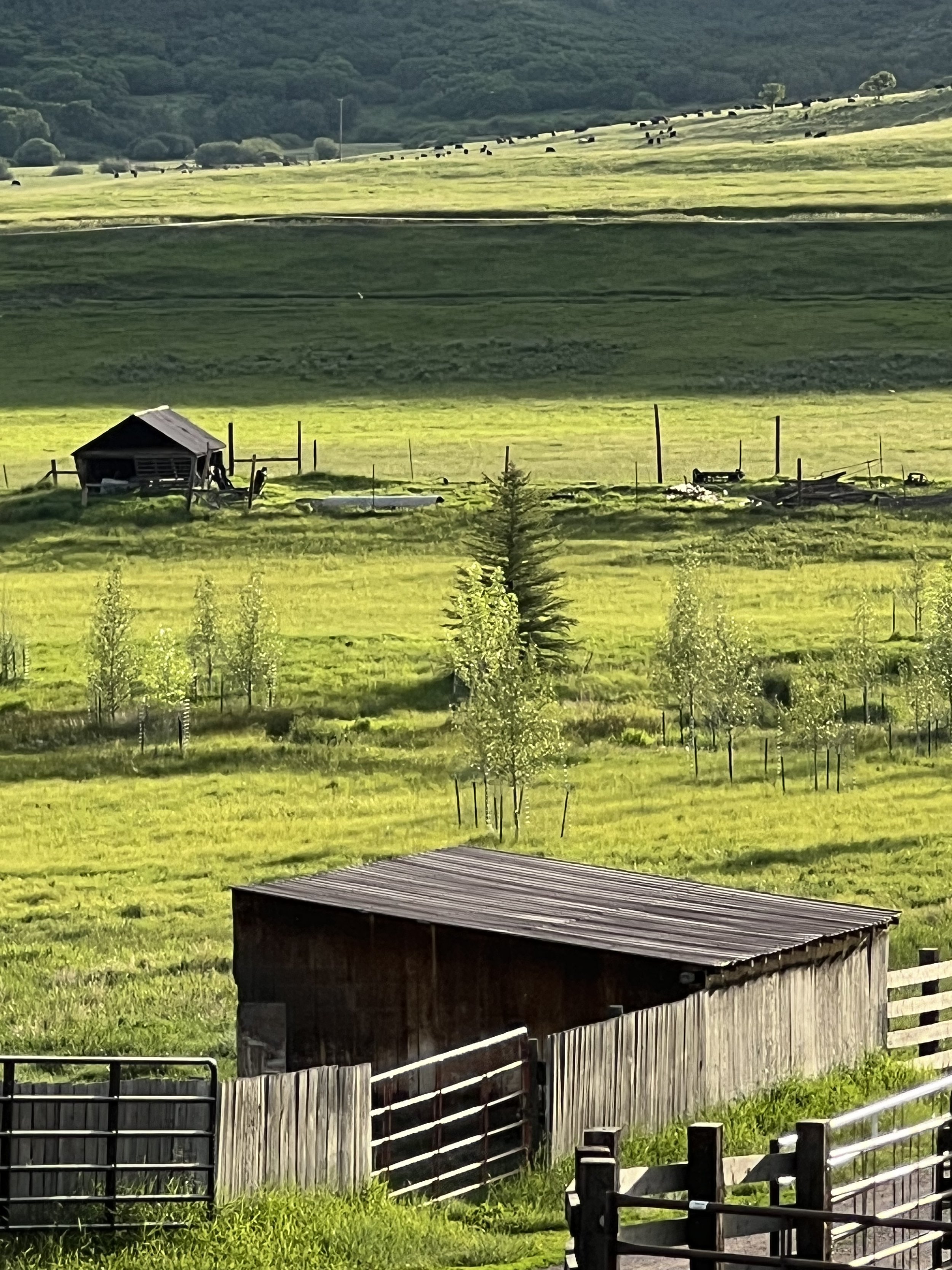 A green pasture with a small wooden shed, a few young trees, and rolling hills in the background, dotted with cattle.