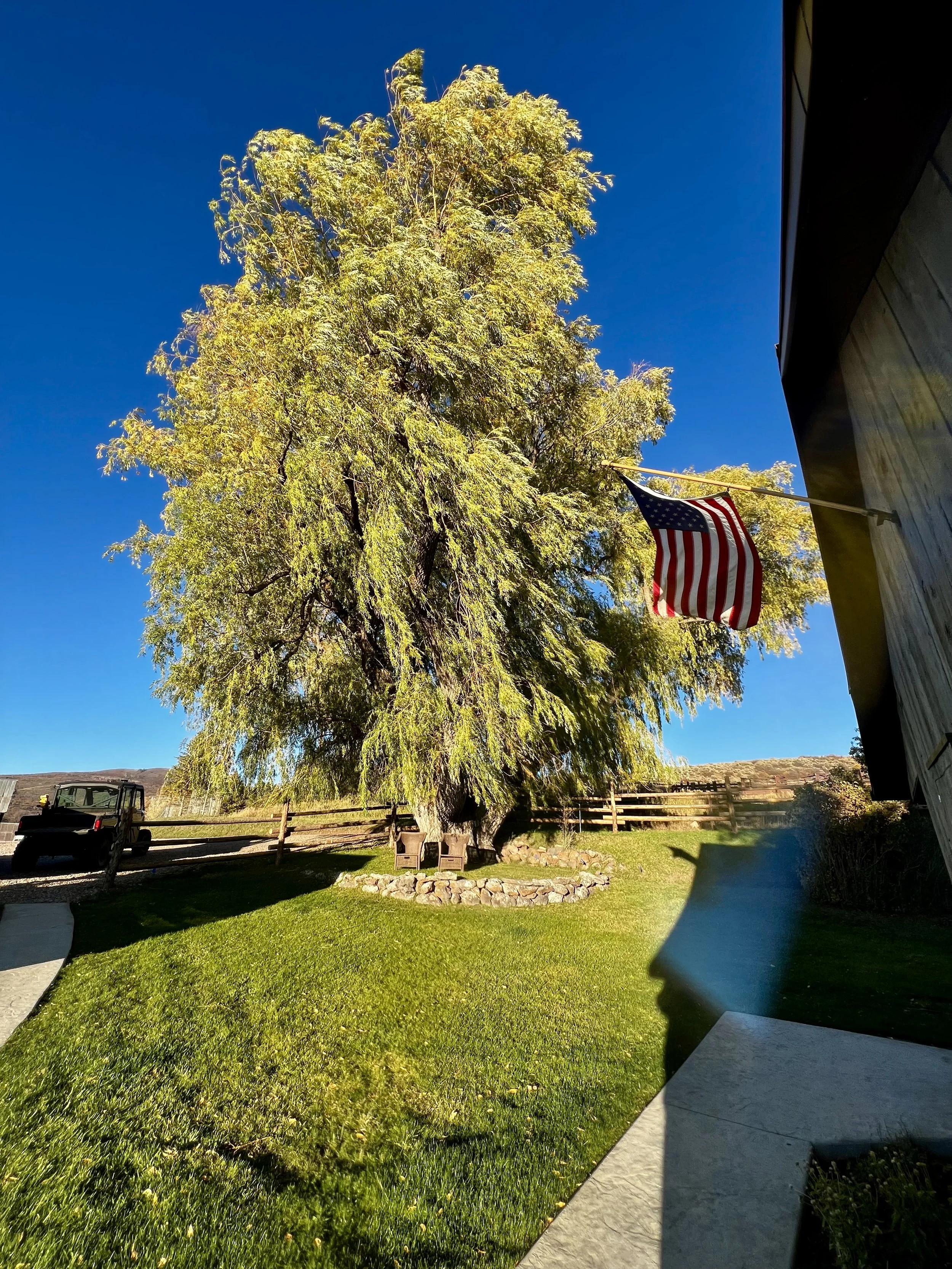 Large tree with green leaves under a clear blue sky, American flag hanging outside a building, grassy lawn, and a vehicle parked near a wooden fence.