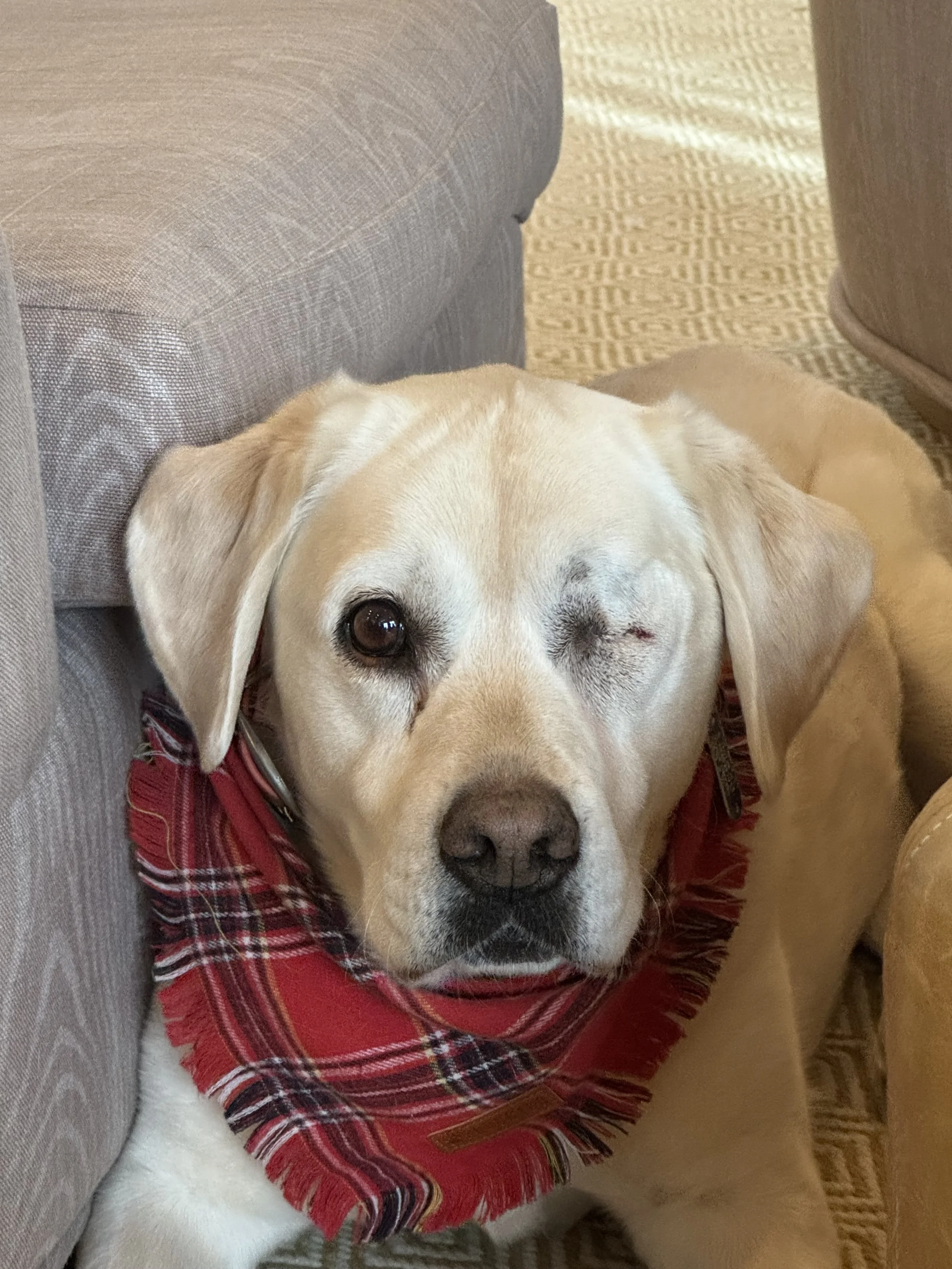 A yellow Labrador retriever dog with one eye closed, wearing a red plaid bandana, lying on the floor between a gray sofa and a tan chair.